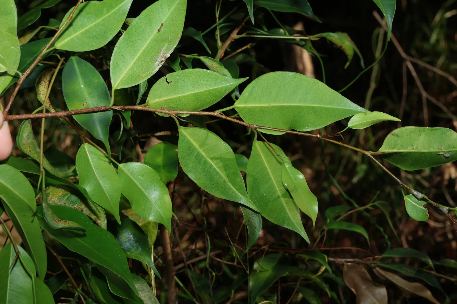 Weeping Fig (Ficus Benjamina) — The Weeping Fig (Ficus benjamina) is an elegant; ideal for indoor or sheltered outdoor use, image 59