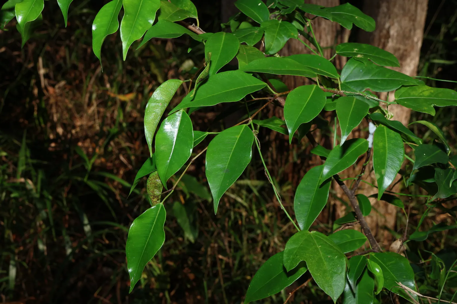 Weeping Fig (Ficus Benjamina) — This tree prefers a warm and stable climate and does not fare well in temperatures below 50&deg;F (10&deg;C), image 78