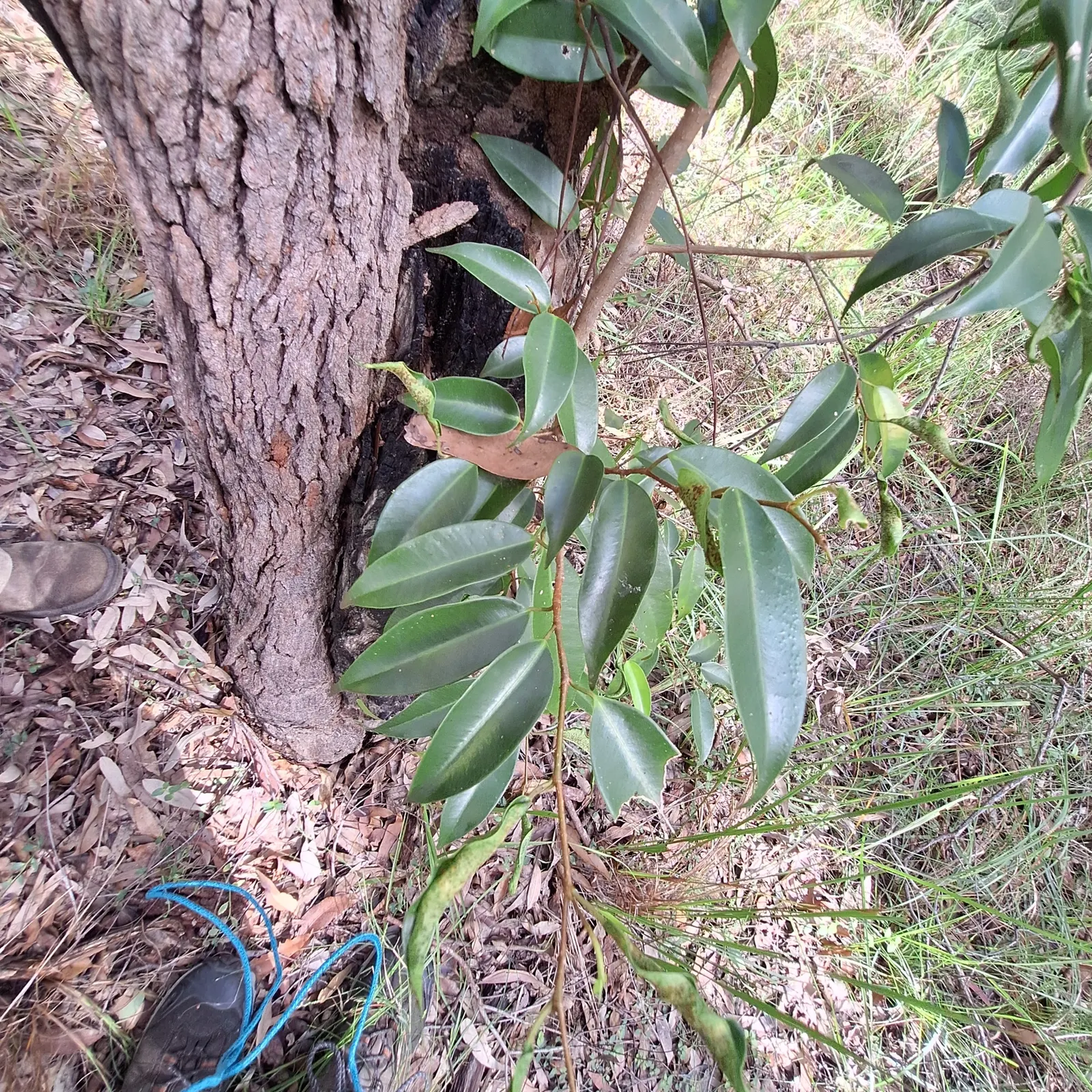 Weeping Fig (Ficus Benjamina) — Ficus benjamina thrives in bright; tree for full or half, image 75