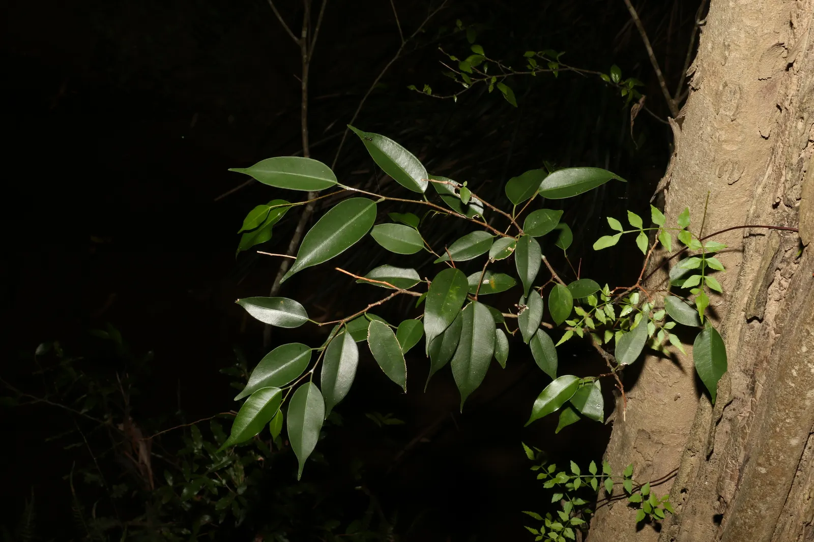 Weeping Fig (Ficus Benjamina) — Requires well-drained soil and periodic pruning to maintain shape; ficus benjamina thrives in bright, image 65