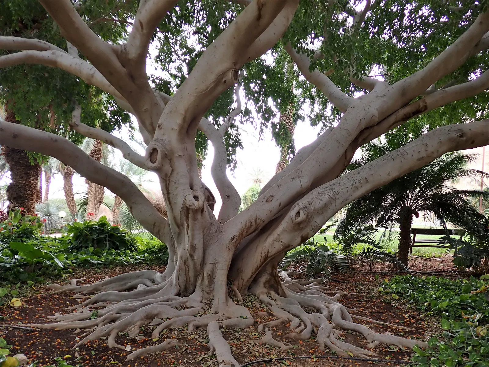 Weeping Fig (Ficus Benjamina) — adding to the holistic beauty of the garden design