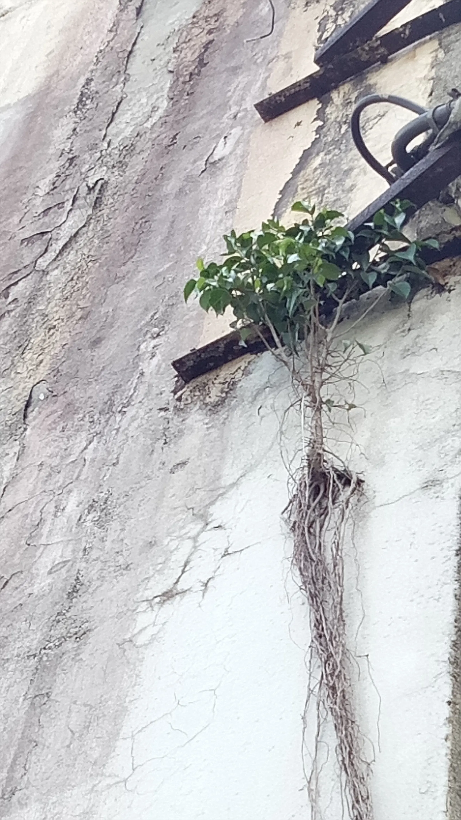 Weeping Fig (Ficus Benjamina) — indirect light and moderate humidity; glossy leaves and gracefully drooping branches, image 92