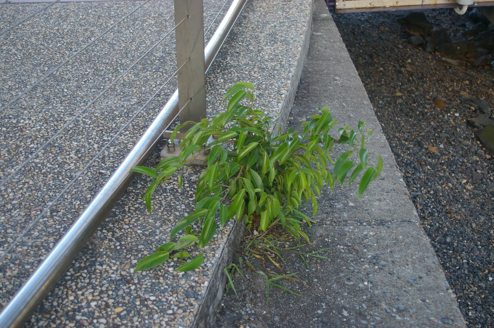 Weeping Fig (Ficus Benjamina) — tree for full or half
