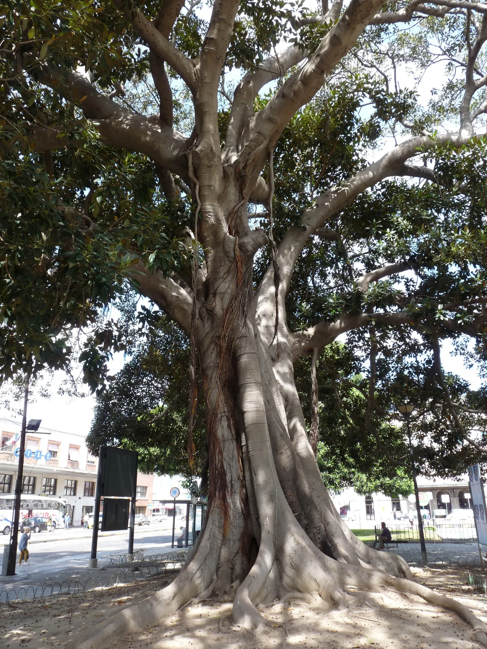 Weeping Fig (Ficus Benjamina) — This tree prefers a warm and stable climate and does not fare well in temperatures below 50&deg;F (10&deg;C), image 107