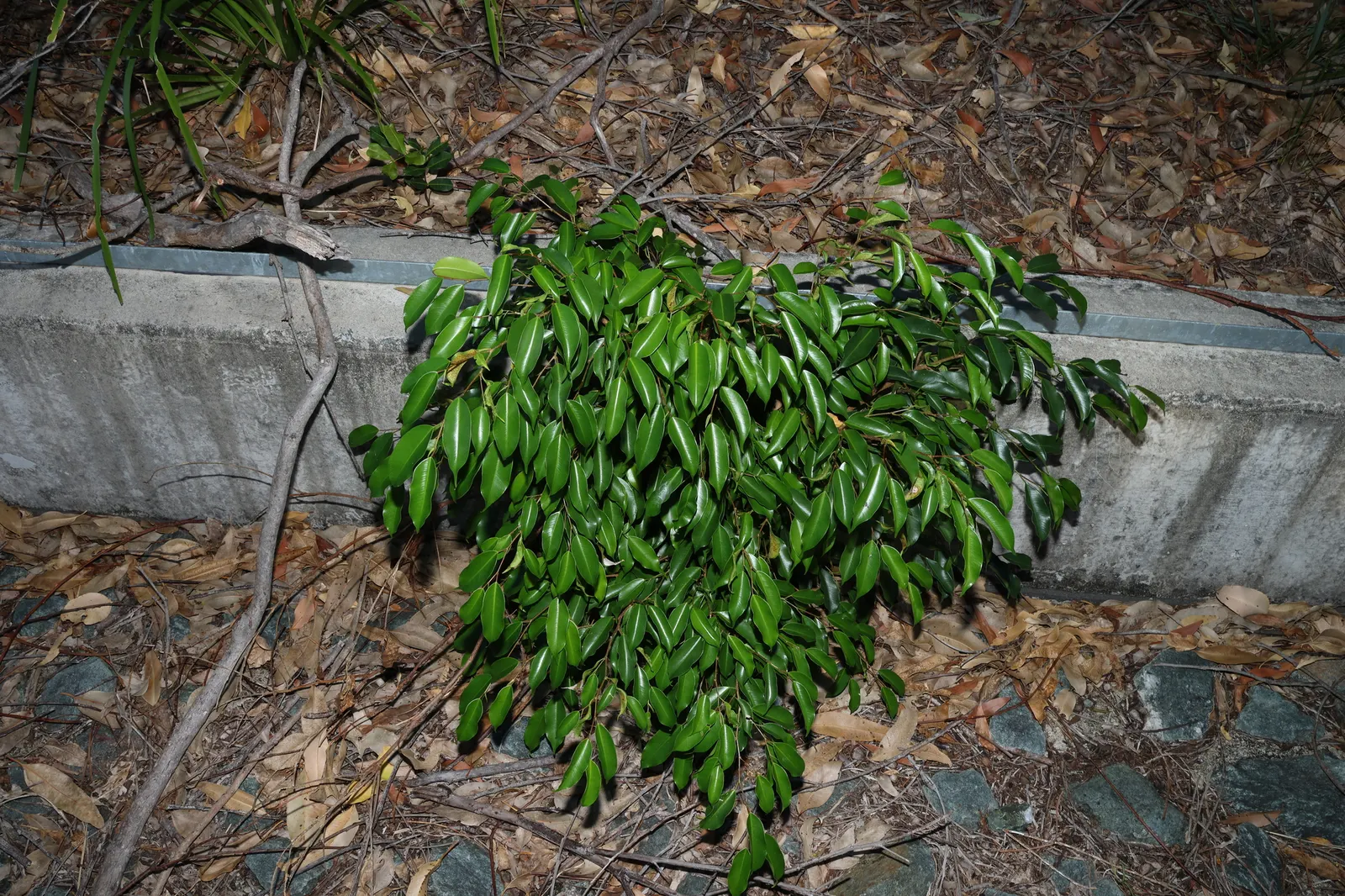 Weeping Fig (Ficus Benjamina) — albeit with slower growth; shapely canopy that can reach up to 50-60 feet in its natural habitat, image 77