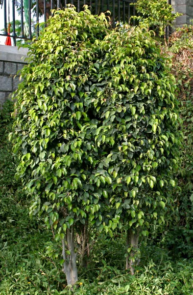 Weeping Fig (Ficus Benjamina) — with proper care and positioning away from drafts or severe shifts in temperature