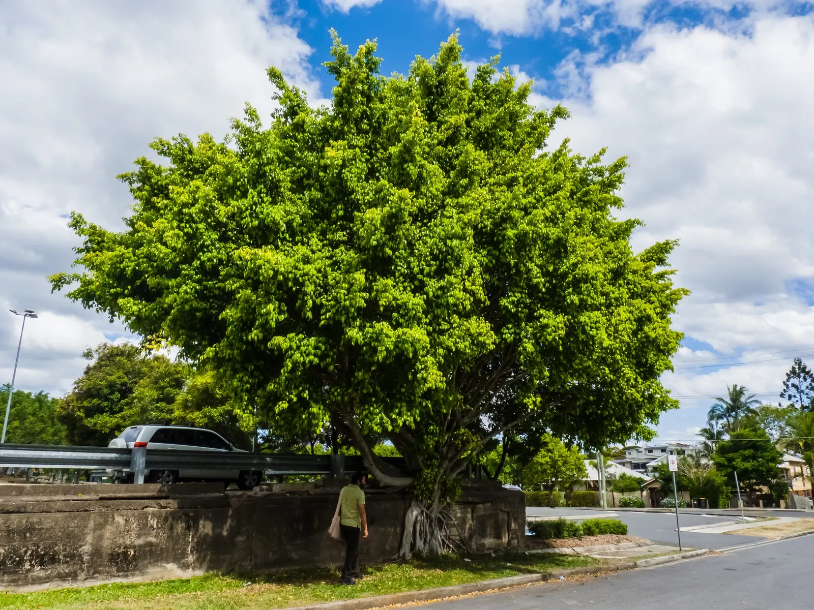 Weeping Fig (Ficus Benjamina) — but can adapt to lower light levels; requires well-drained soil and periodic pruning to maintain shape, image 76