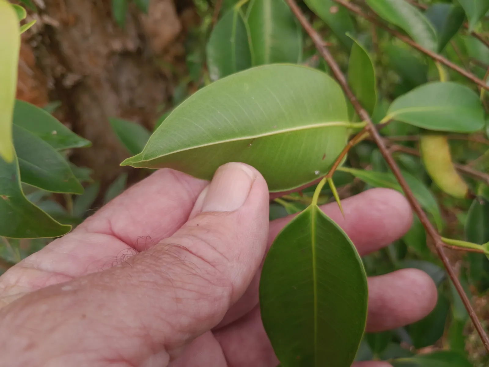 Weeping Fig (Ficus Benjamina) — it's important to note that the Weeping Fig can be sensitive to changes in its environment; reaching heights of 3-6 feet indoors