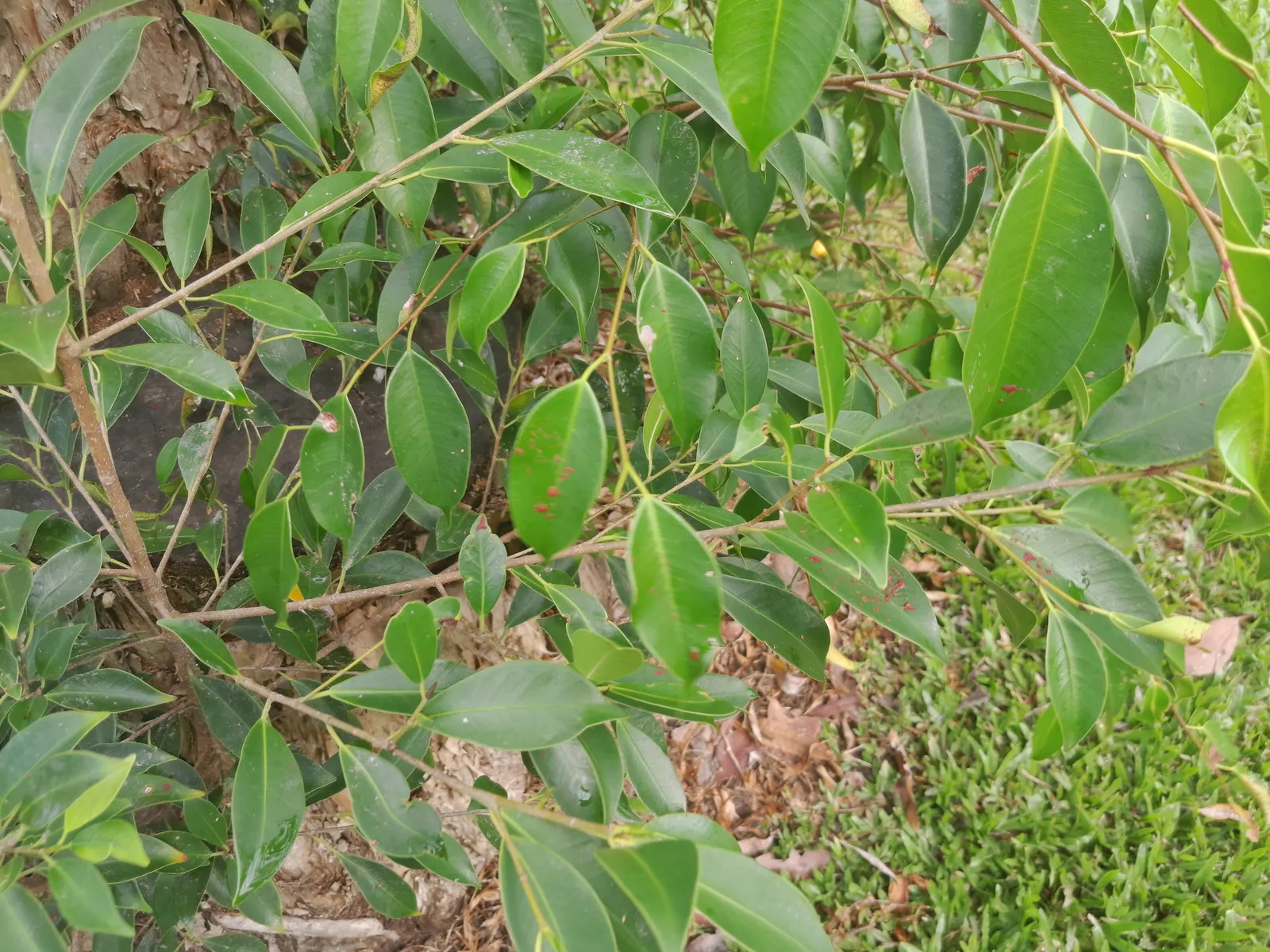 Weeping Fig (Ficus Benjamina) — Native to Asia and Australia; which may result in leaf drop, image 99