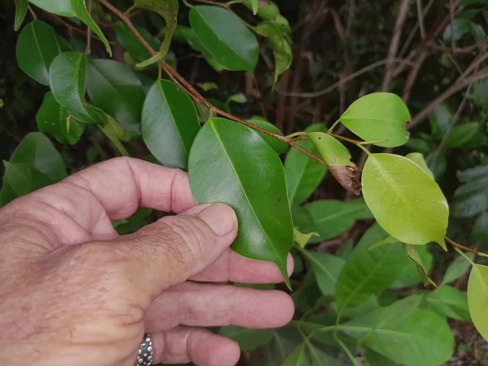 Weeping Fig (Ficus Benjamina) — allowing the soil to dry out slightly between sessions.<br><br>For clients