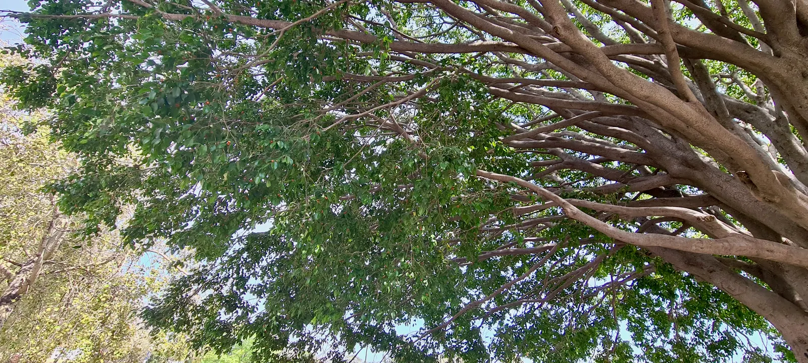 Weeping Fig (Ficus Benjamina) — Native to Asia and Australia