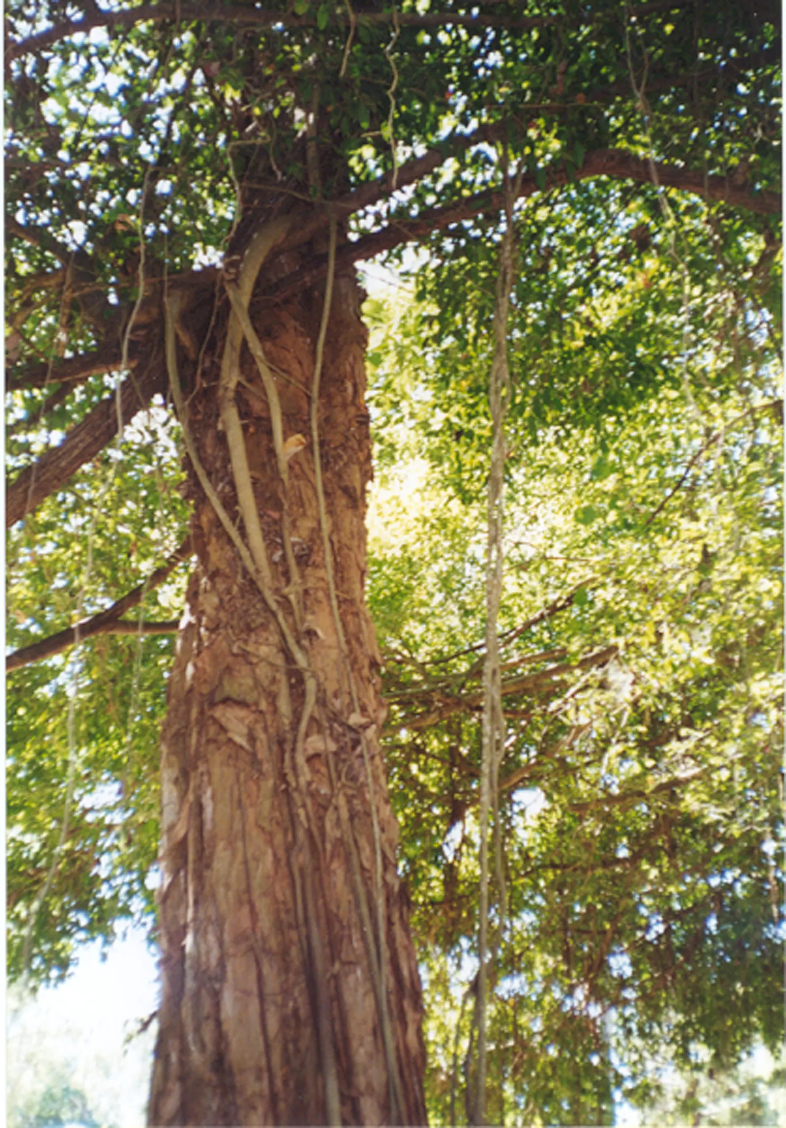 Weeping Fig (Ficus Benjamina) — Requires well-drained soil and periodic pruning to maintain shape; ficus benjamina thrives in bright