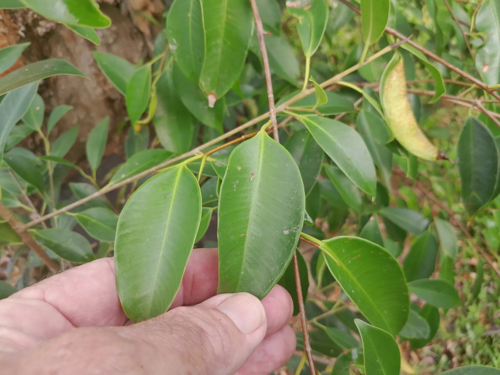 Weeping Fig (Ficus Benjamina) — reaching heights of 3-6 feet indoors; is an elegant and versatile addition to any landscape design, image 64