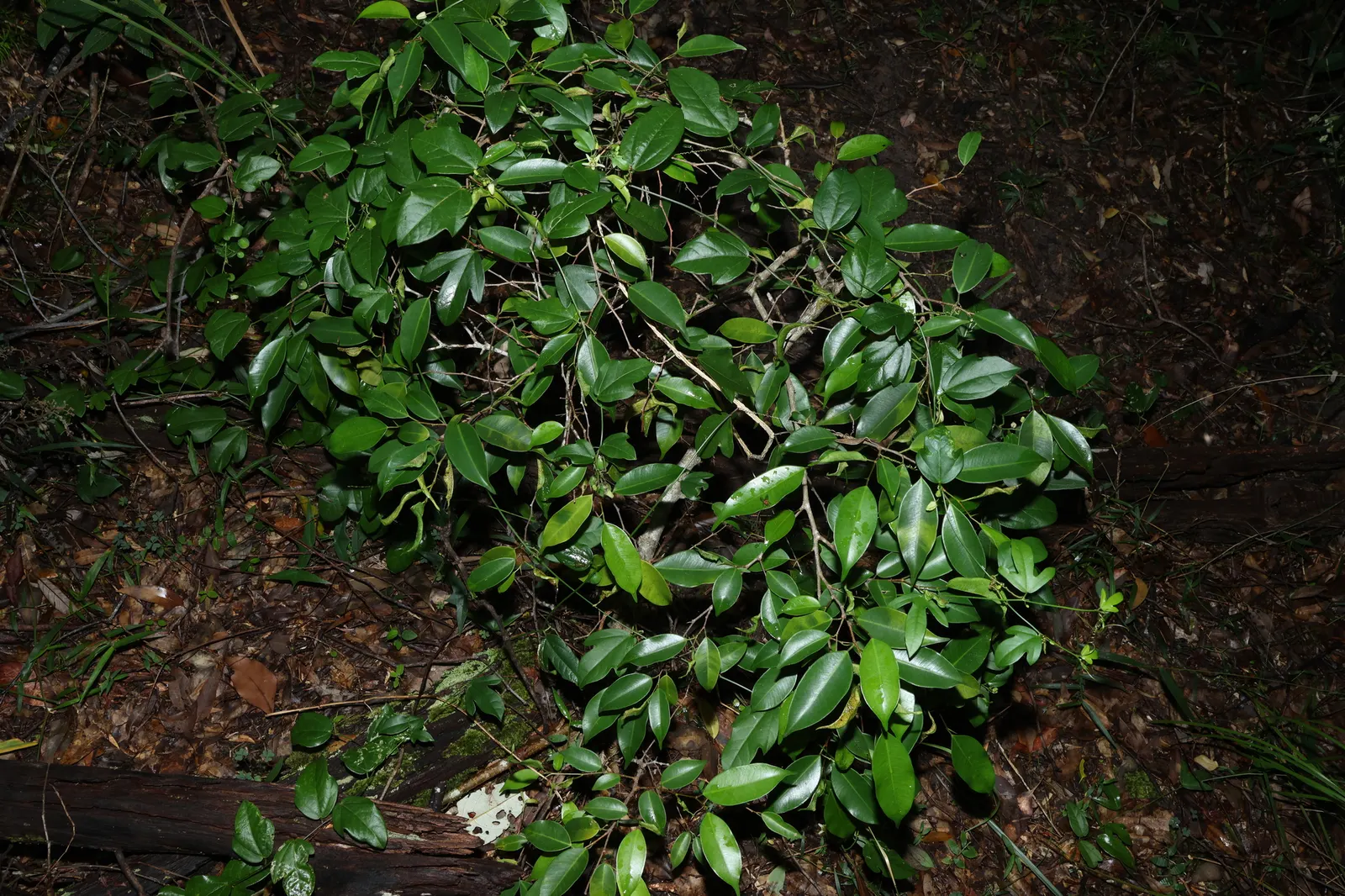 Weeping Fig (Ficus Benjamina) — Native to Asia and Australia; which may result in leaf drop