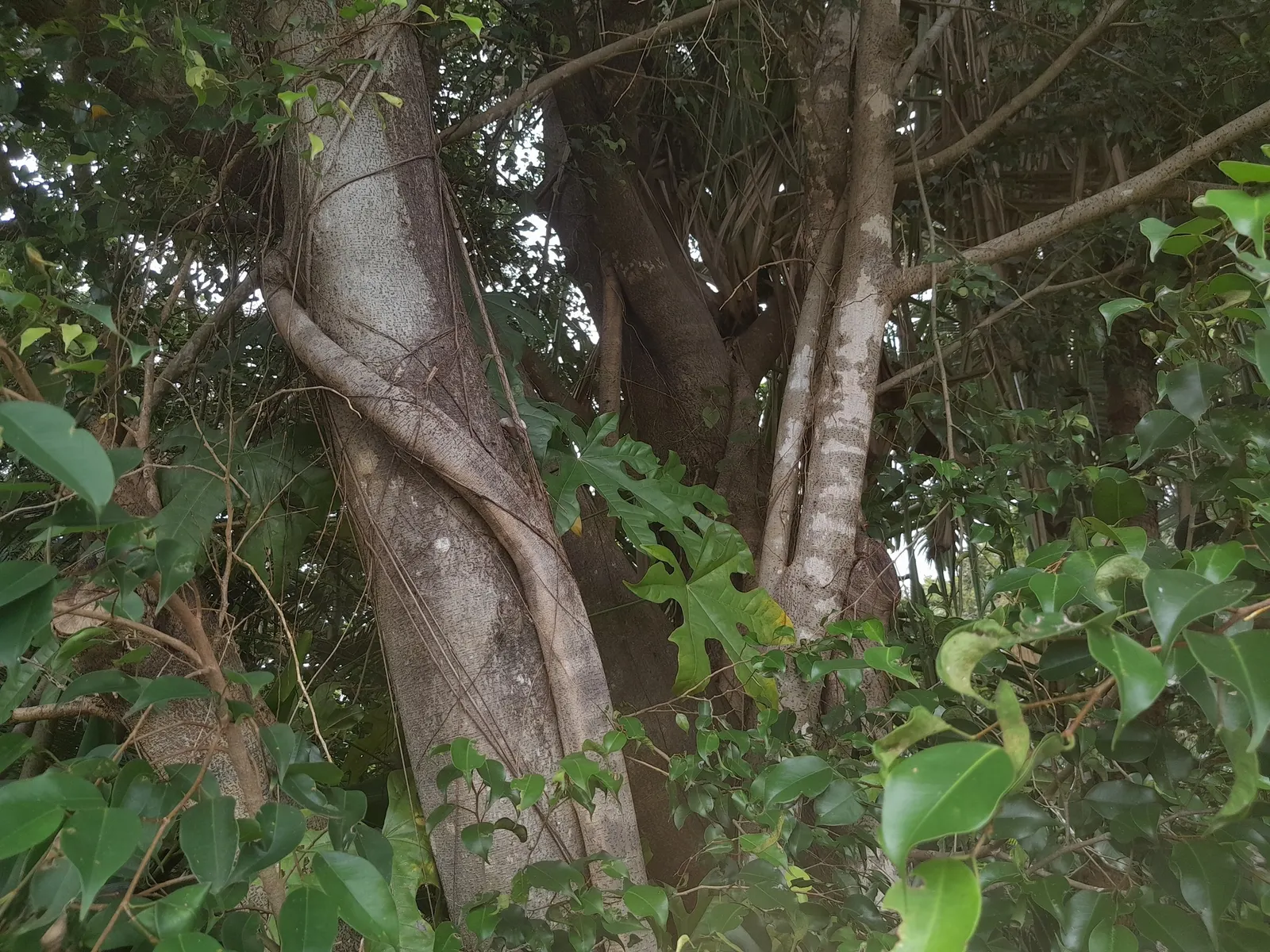 Weeping Fig (Ficus Benjamina) — it typically grows to a more manageable size of 3-6 feet; it's important to note that the Weeping Fig can be sensitive to