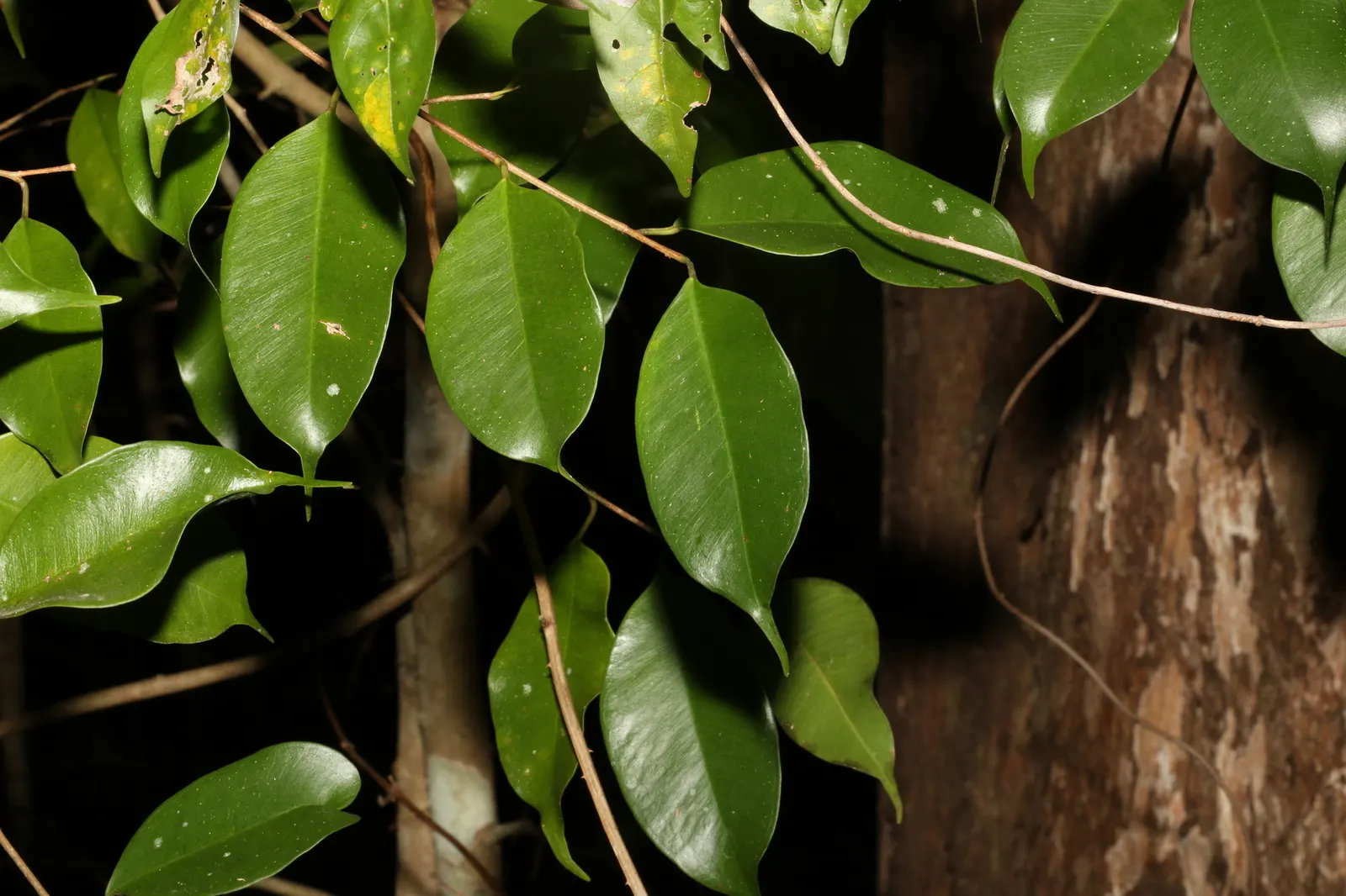Weeping Fig (Ficus Benjamina) — adding to the holistic beauty of the garden design; albeit with slower growth