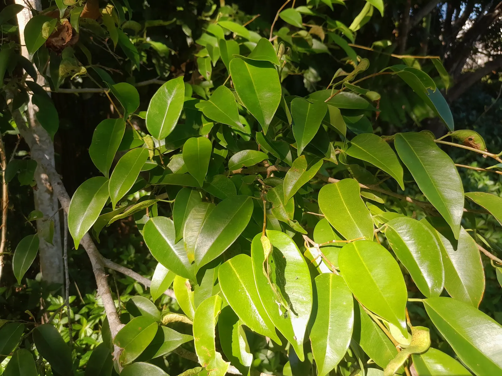 Weeping Fig (Ficus Benjamina) — it's important to note that the Weeping Fig can be sensitive to changes in its environment