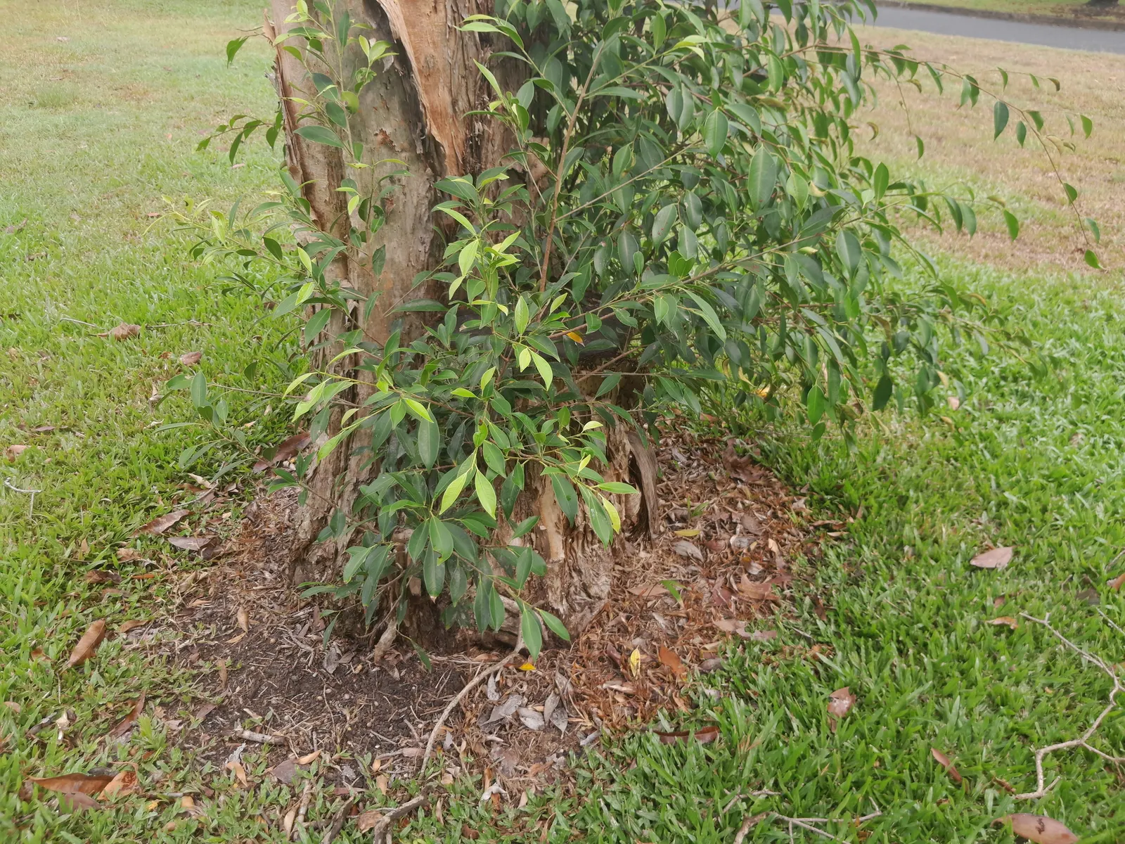 Weeping Fig (Ficus Benjamina) — it typically grows to a more manageable size of 3-6 feet; it's important to note that the Weeping Fig can be, image 103