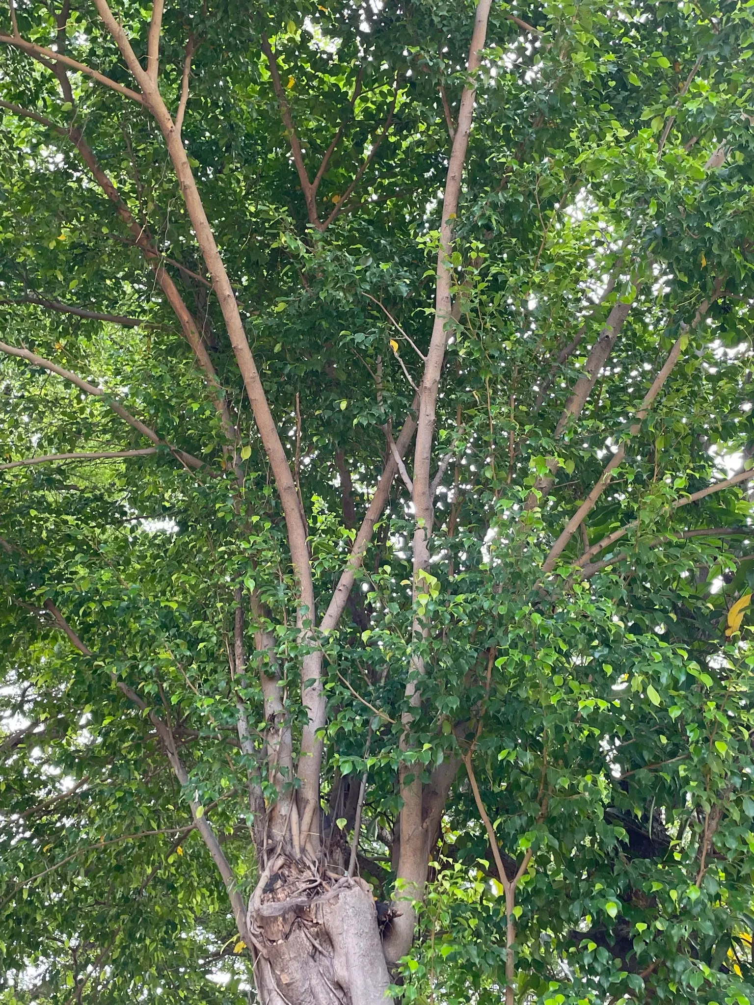 Weeping Fig (Ficus Benjamina) — allowing the soil to dry out slightly between sessions.<br><br>For clients; adding to the holistic beauty of the garden design