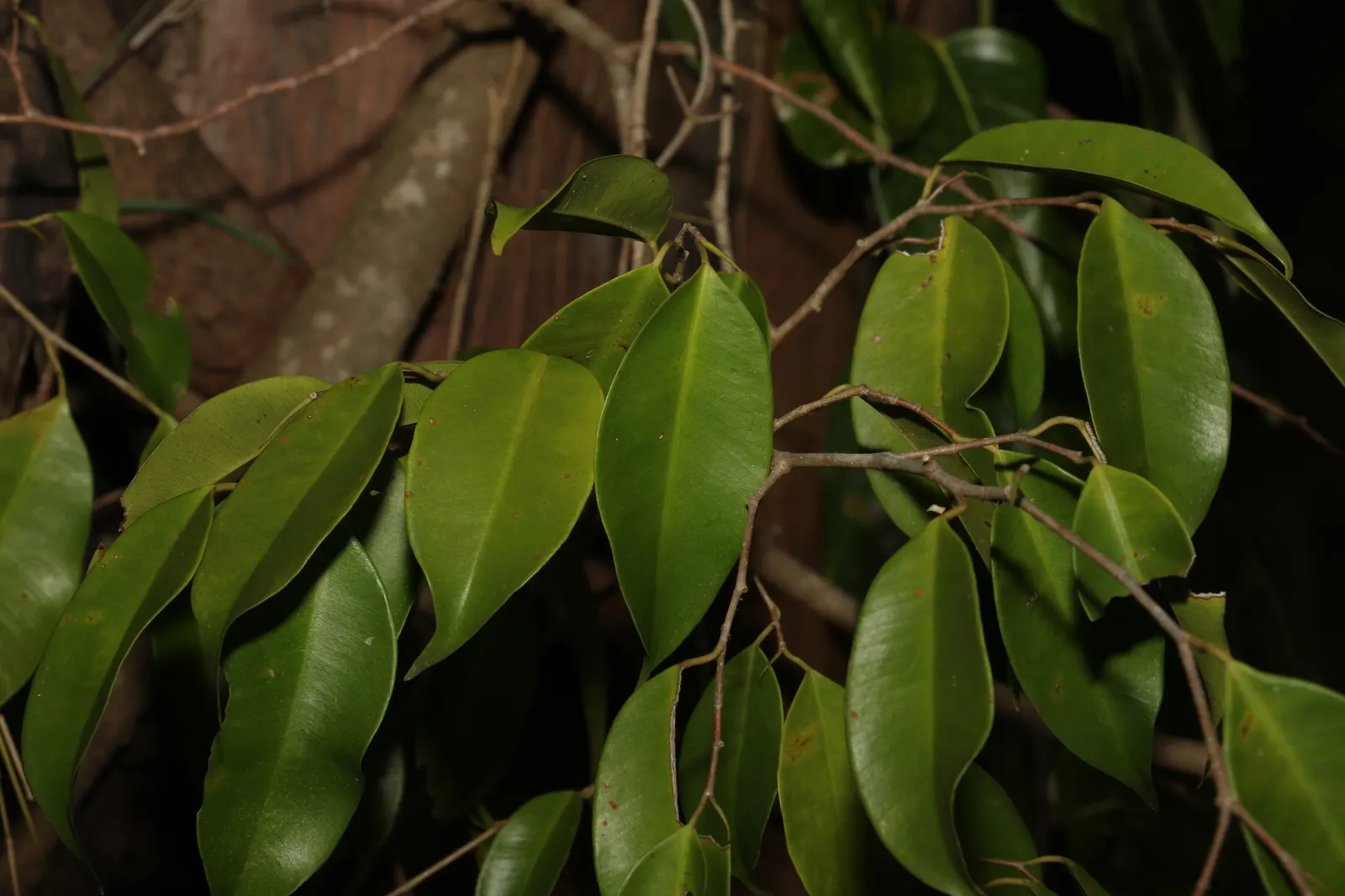 Weeping Fig (Ficus Benjamina) — Requires well-drained soil and periodic pruning to maintain shape; ficus benjamina thrives in bright, image 94