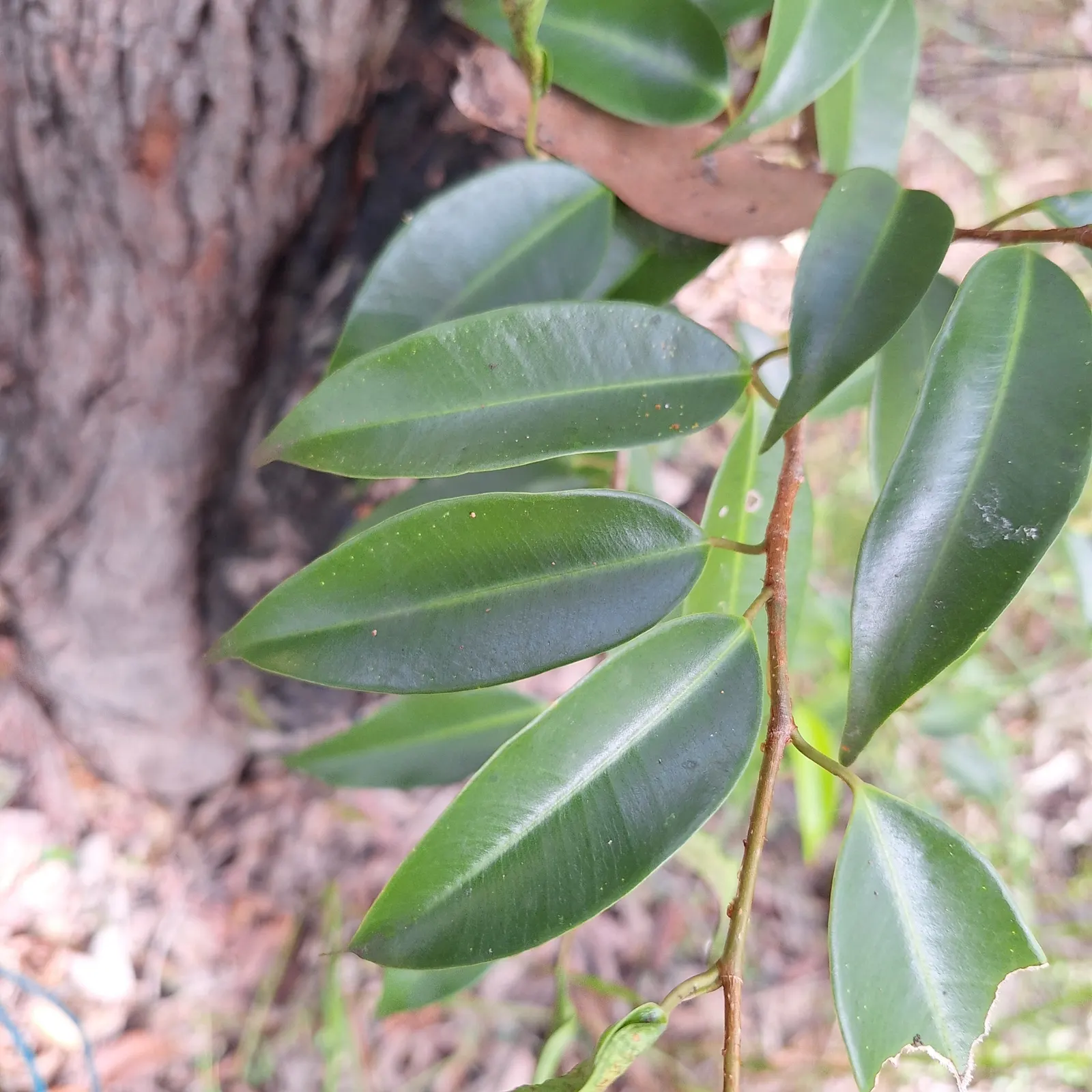 Weeping Fig (Ficus Benjamina) — The non-invasive root system makes it a safe choice to place near structures or pavement; indirect light and, image 84