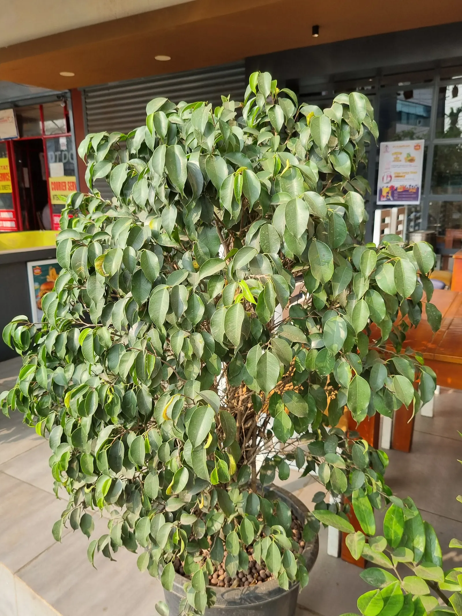 Weeping Fig (Ficus Benjamina) — allowing the soil to dry out slightly between sessions.<br><br>For clients; adding to the holistic beauty of the, image 108