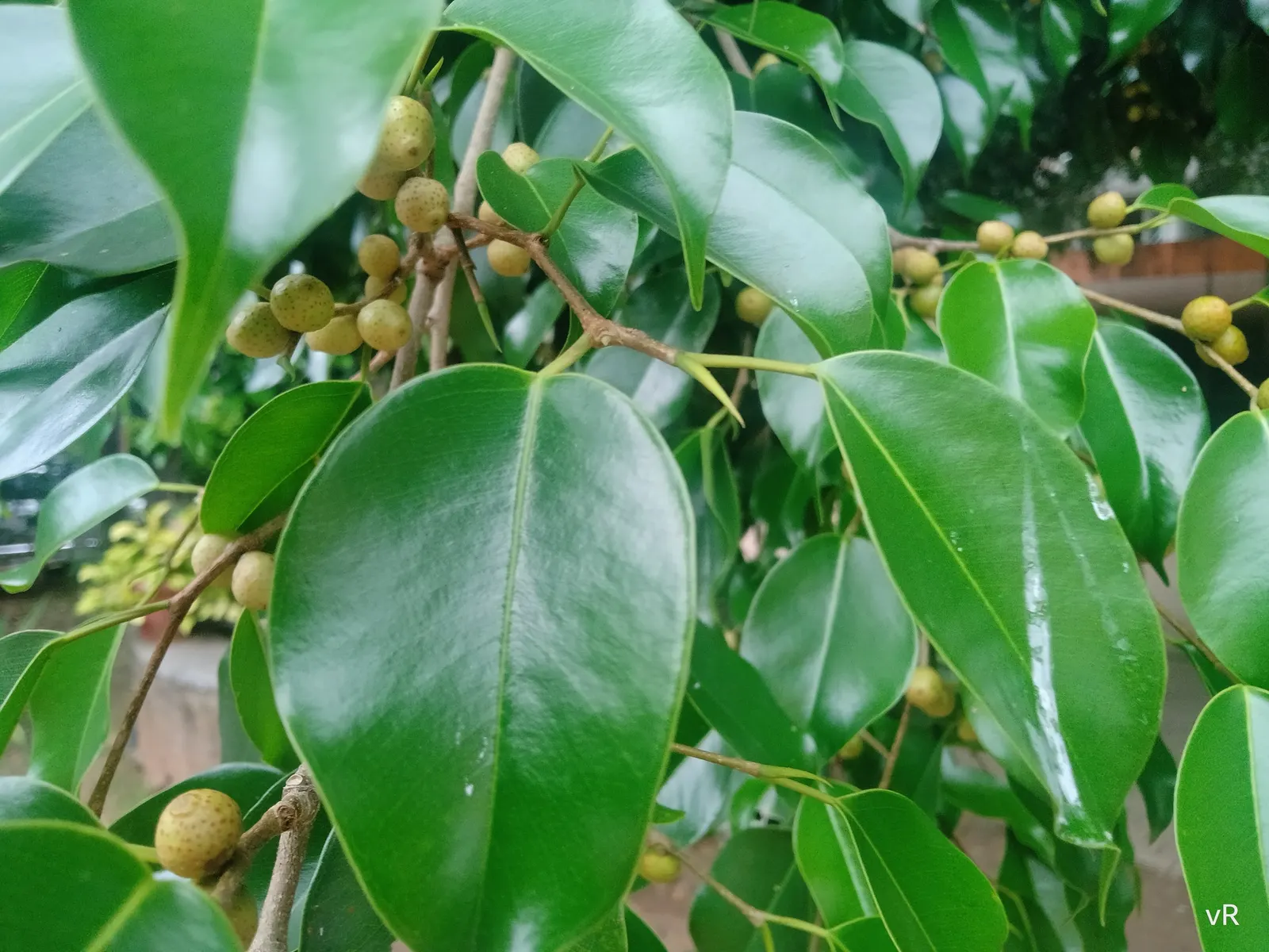 Weeping Fig (Ficus Benjamina) — provided adequate space is allotted for its mature size.<br><br>Overall; native to Asia and Australia, image 85