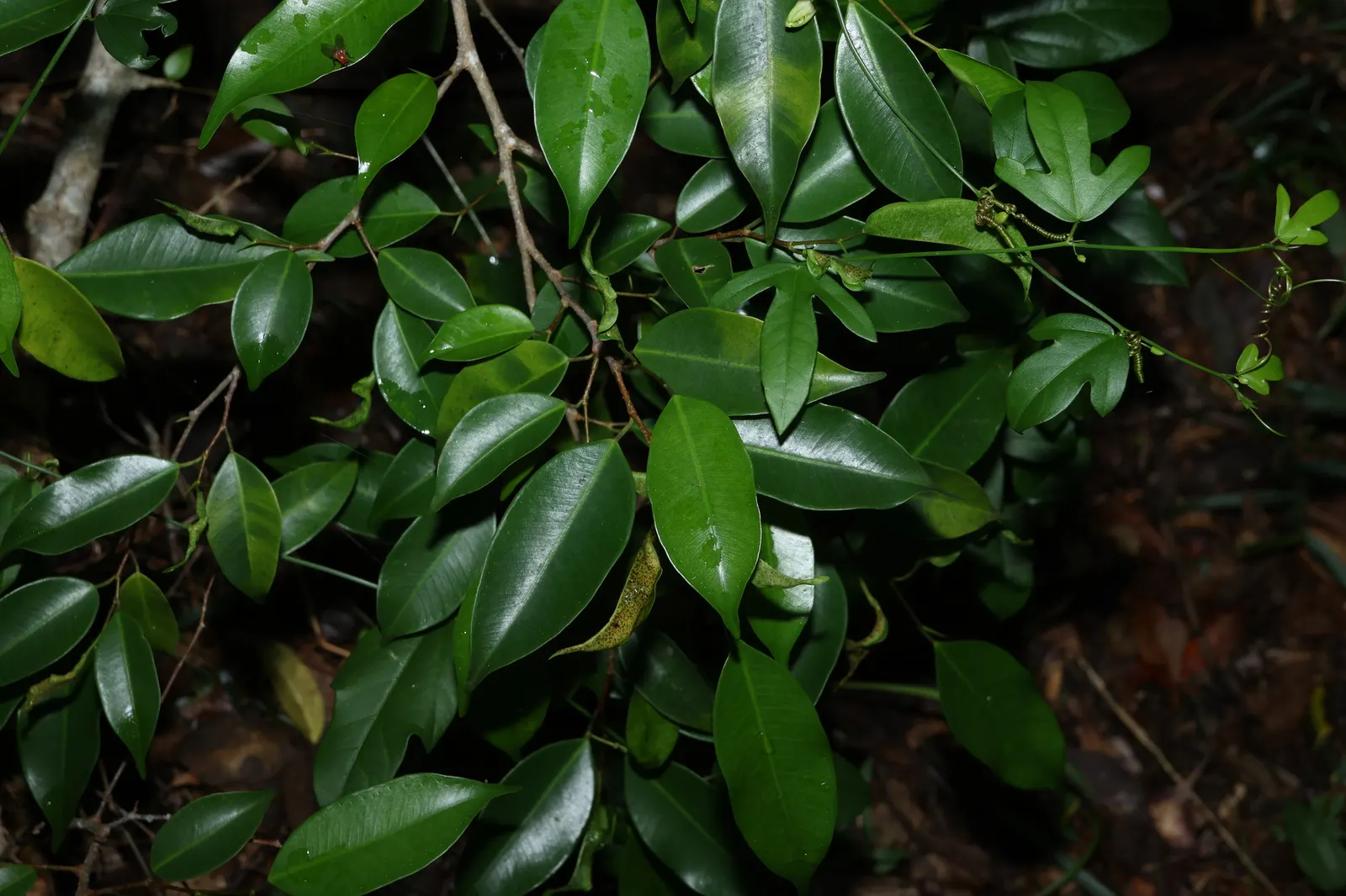 Weeping Fig (Ficus Benjamina) — indirect light and moderate humidity; glossy leaves and gracefully drooping branches