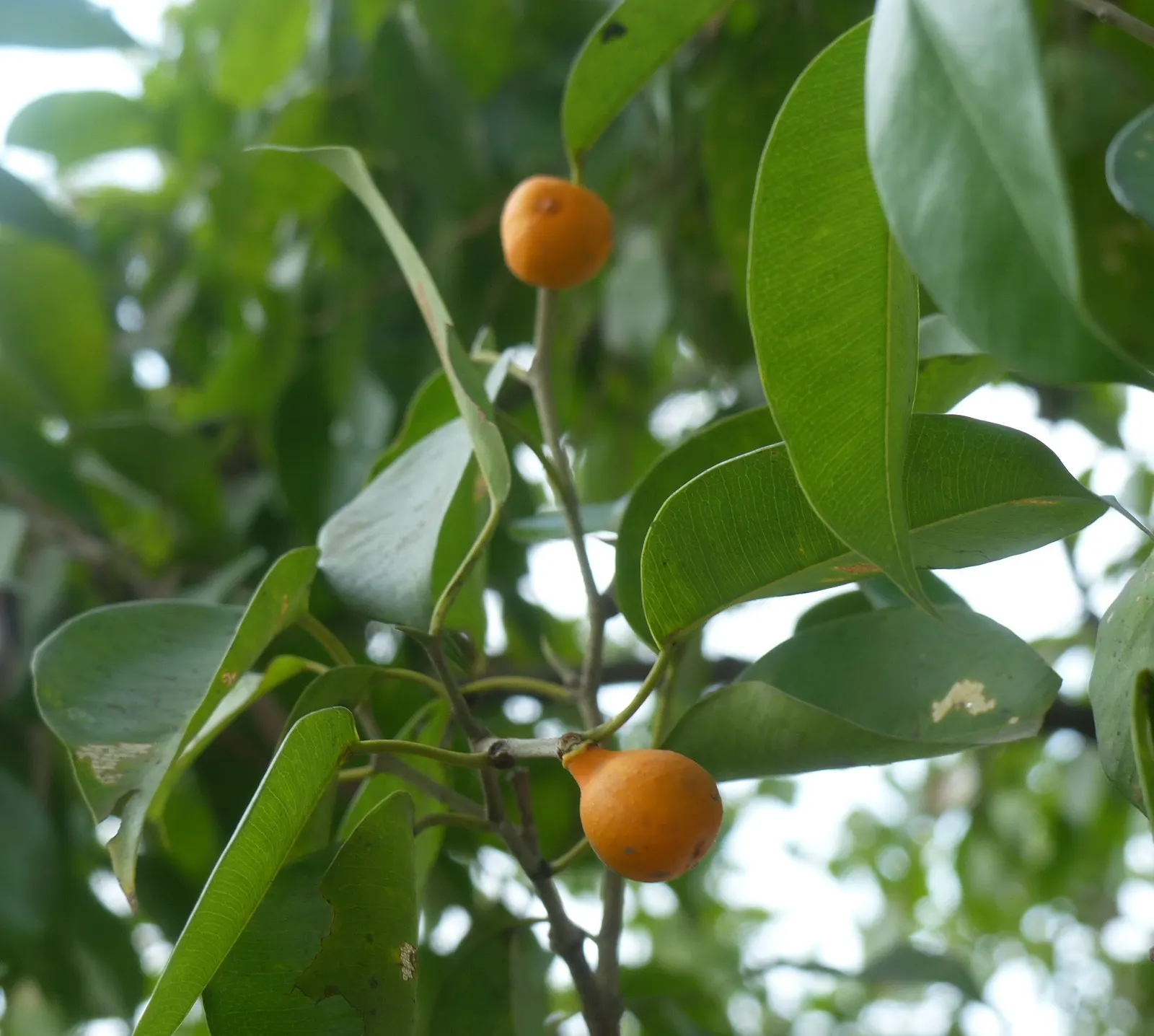 Weeping Fig (Ficus Benjamina) — The non-invasive root system makes it a safe choice to place near structures or pavement; indirect light and moderate humidity