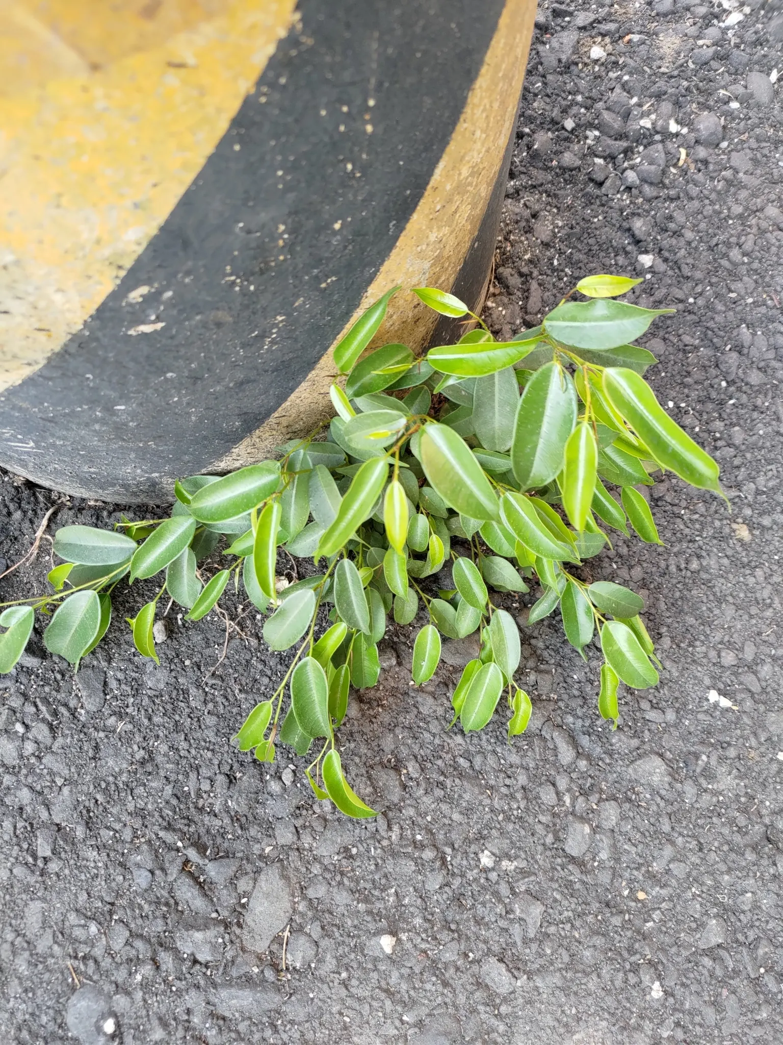 Weeping Fig (Ficus Benjamina) — The Weeping Fig (Ficus benjamina) is an elegant