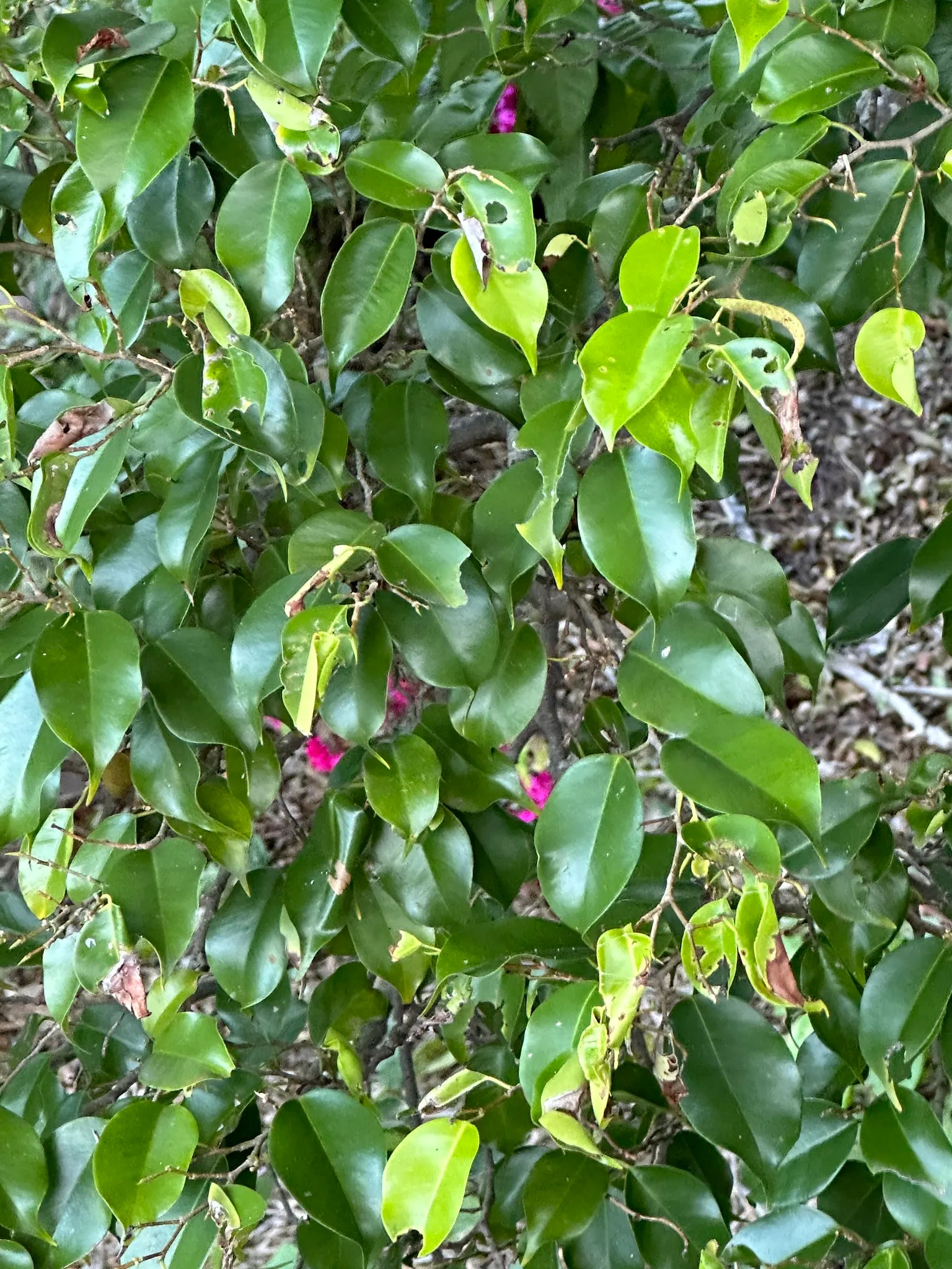 Weeping Fig (Ficus Benjamina) — when cultivated for ornamental purposes within a garden, image 73
