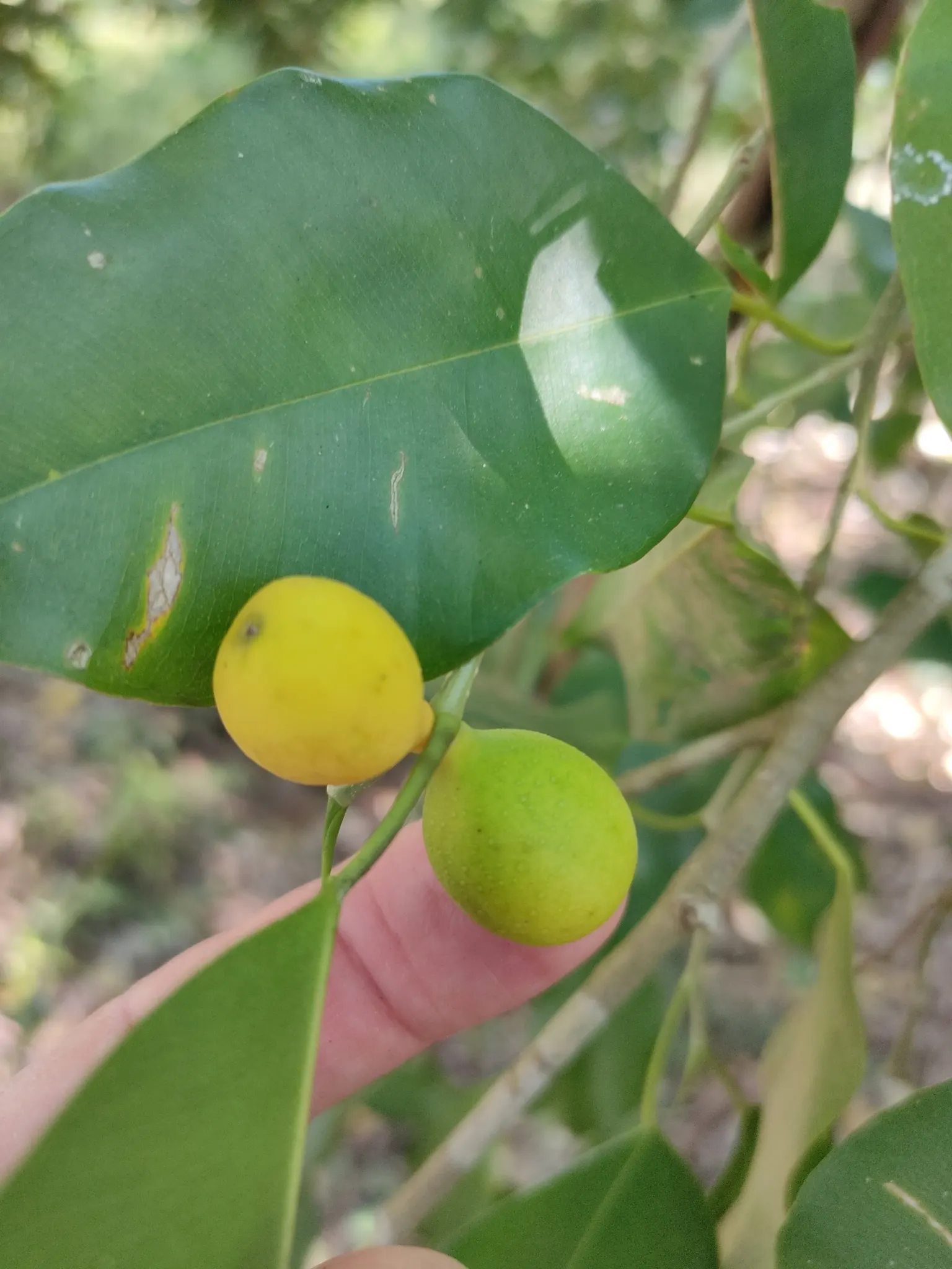 Weeping Fig (Ficus Benjamina) — allowing the soil to dry out slightly between sessions.<br><br>For clients; adding to the holistic beauty of the, image 79