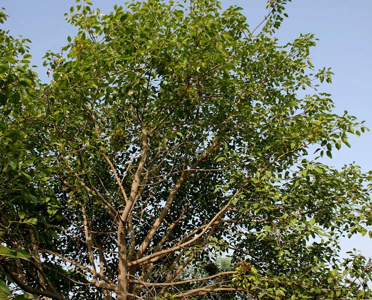 Weeping Fig (Ficus Benjamina) — evergreen tree known for its lush; cherished for its graceful drooping branches and rich, image 89