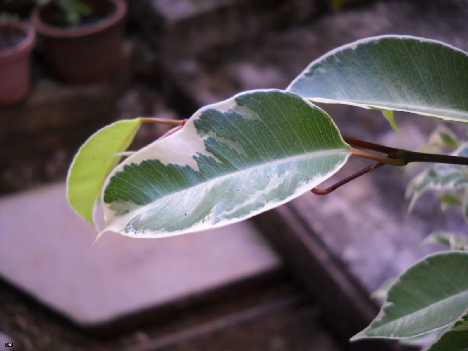 Weeping Fig (Ficus Benjamina) — Ficus benjamina thrives in bright