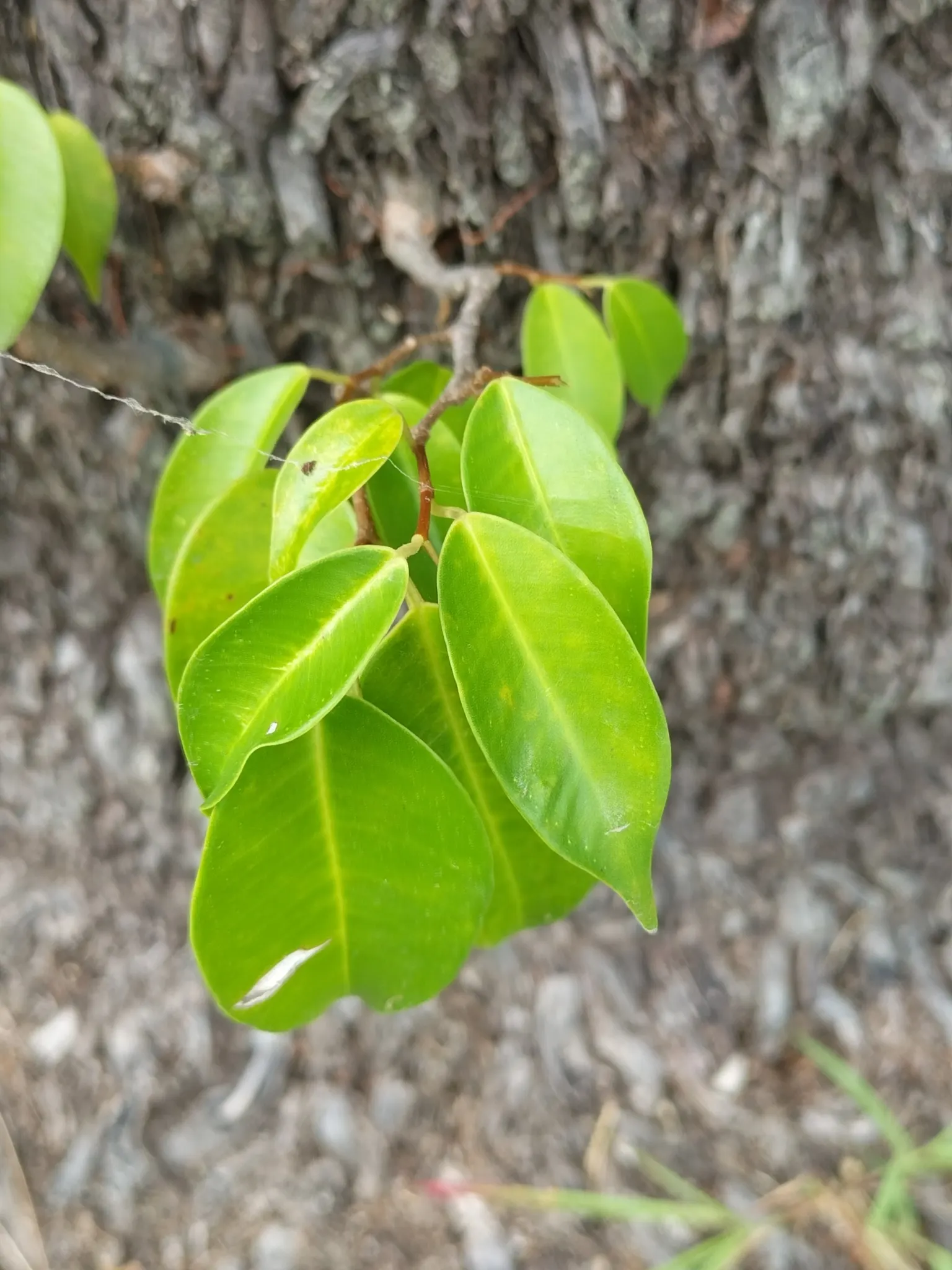 Weeping Fig (Ficus Benjamina) — evergreen tree known for its lush; cherished for its graceful drooping branches and rich, image 60