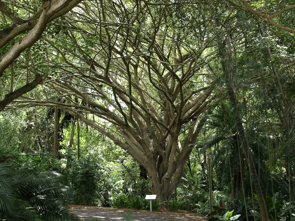 Weeping Fig (Ficus Benjamina) — is an elegant and versatile addition to any landscape design; use as a focal point for tranquility in landscape, image 97