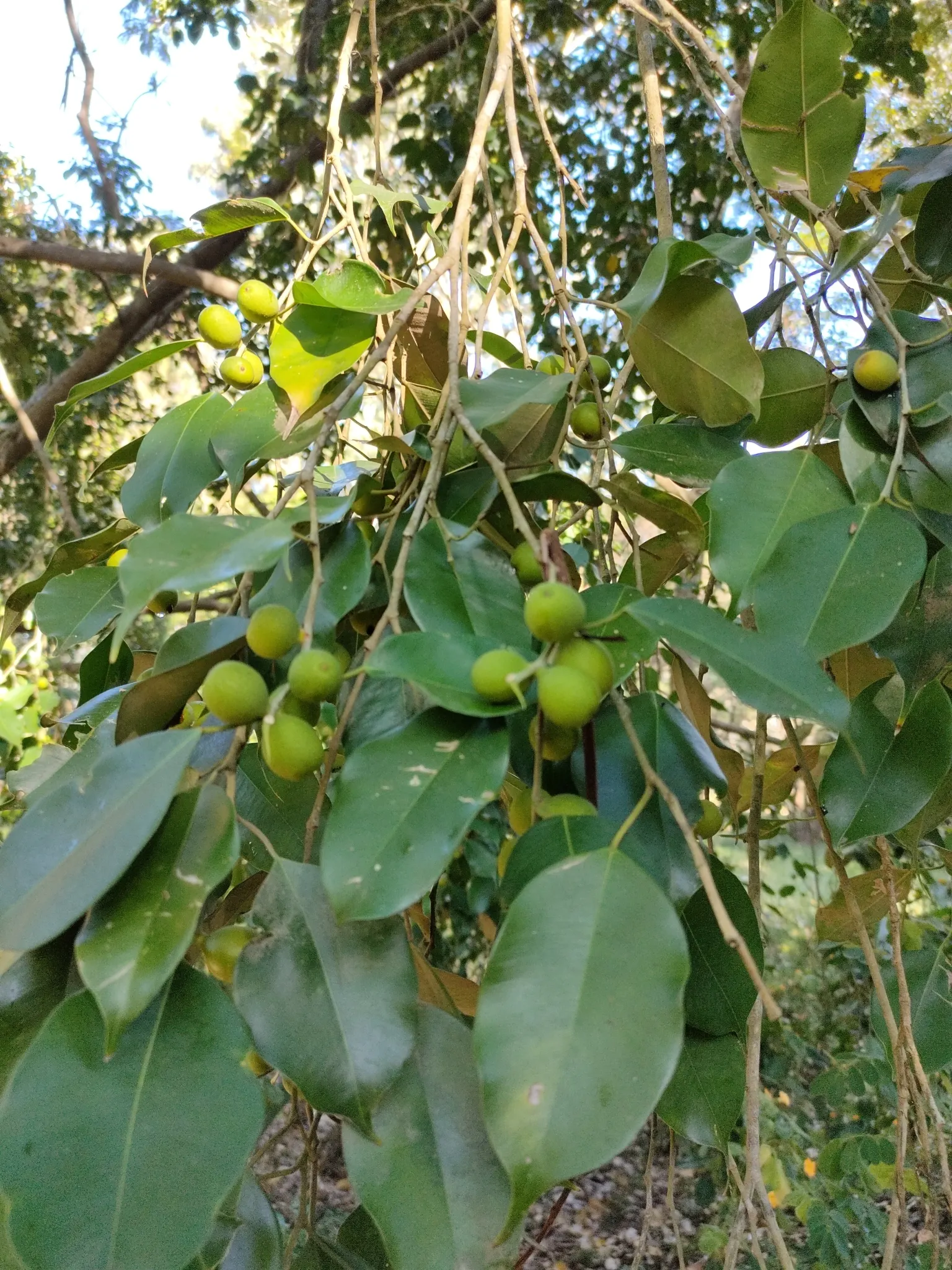 Weeping Fig (Ficus Benjamina) — Overwatering or cold drafts can lead to leaf drop