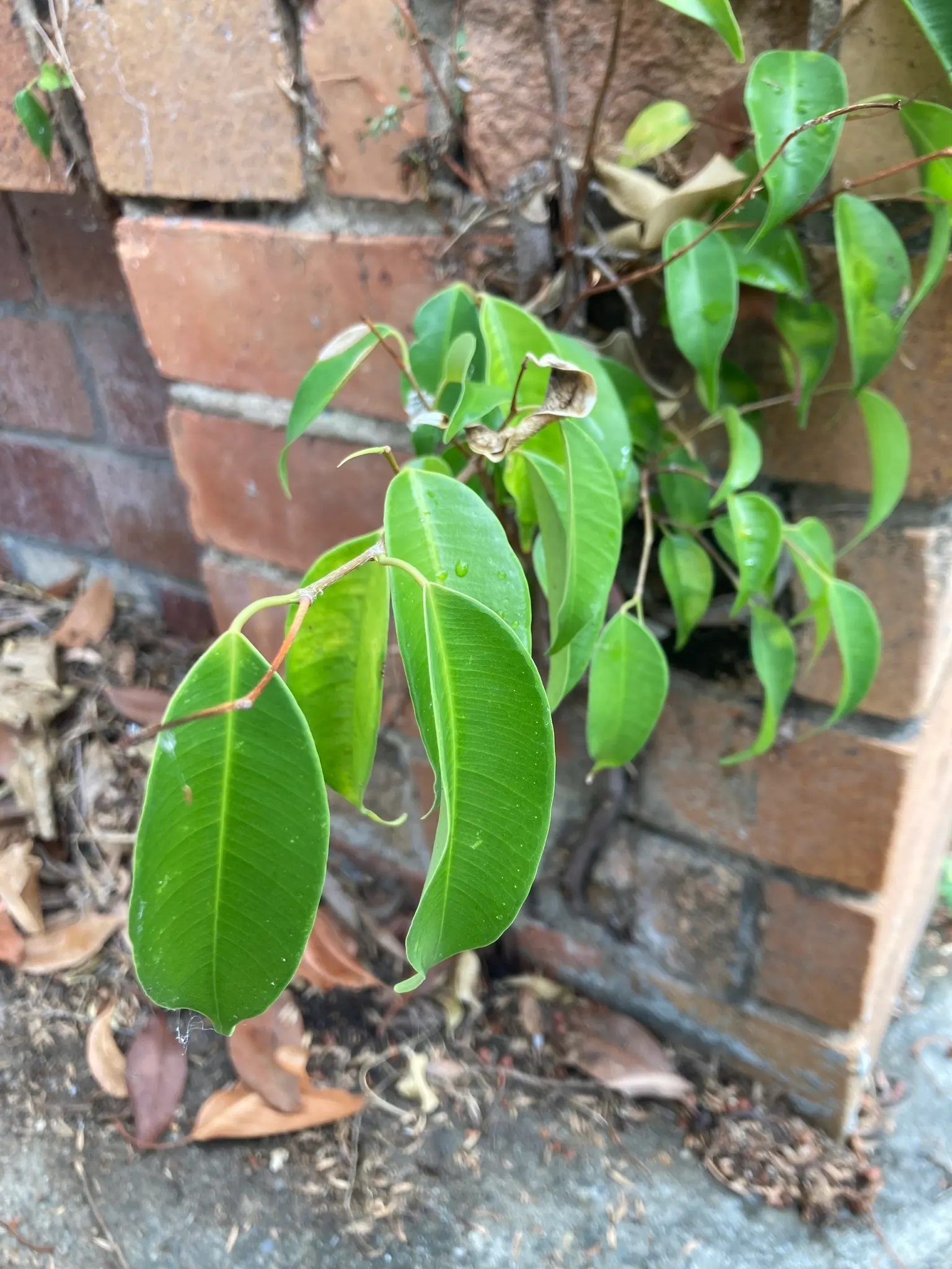 Weeping Fig (Ficus Benjamina) — Ideal for indoor or sheltered outdoor use; it quickly becomes a resilient and captivating feature in your garden, image 62