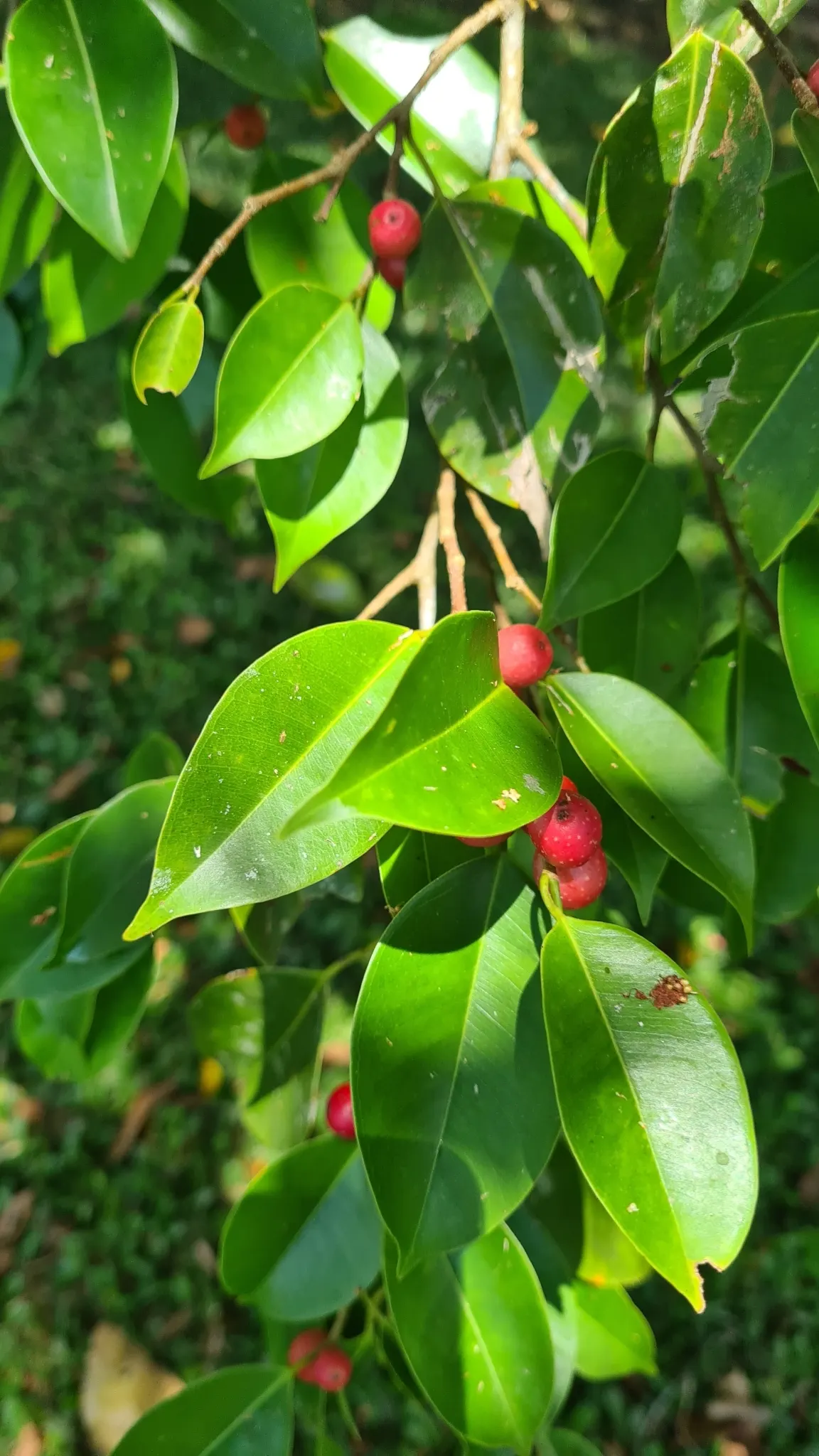 Weeping Fig (Ficus Benjamina) — which may result in leaf drop