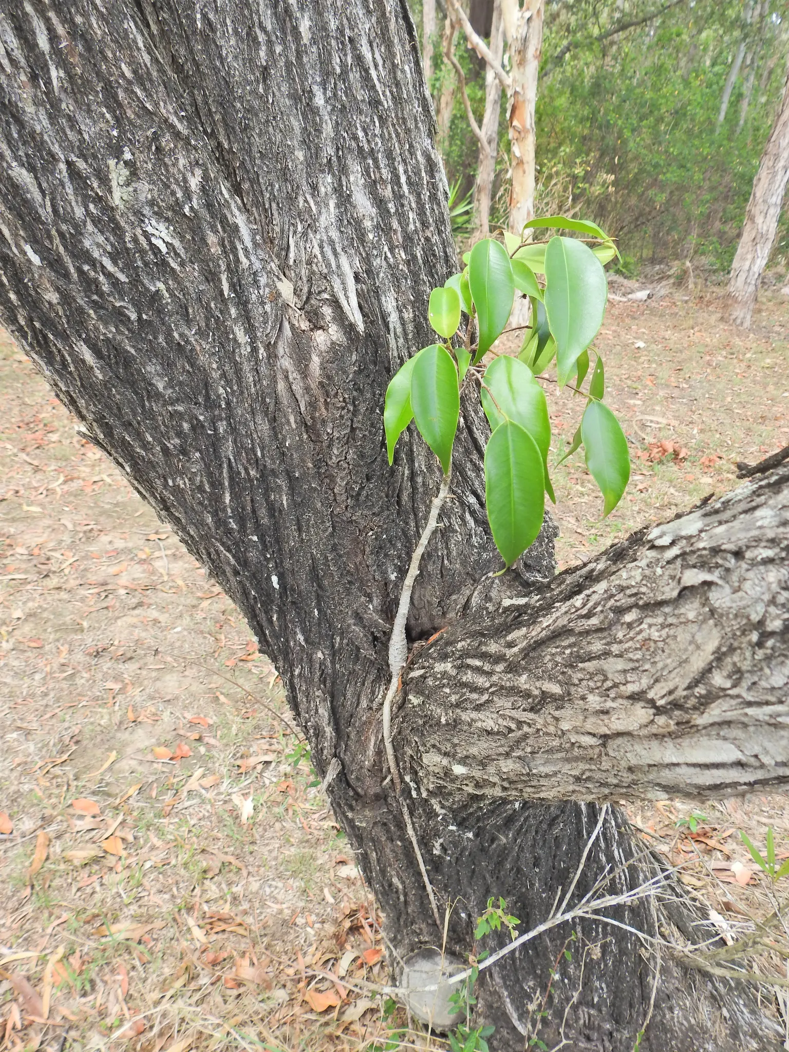 Weeping Fig (Ficus Benjamina) — shapely canopy that can reach up to 50-60 feet in its natural habitat; overwatering or cold drafts can lead to leaf, image 72