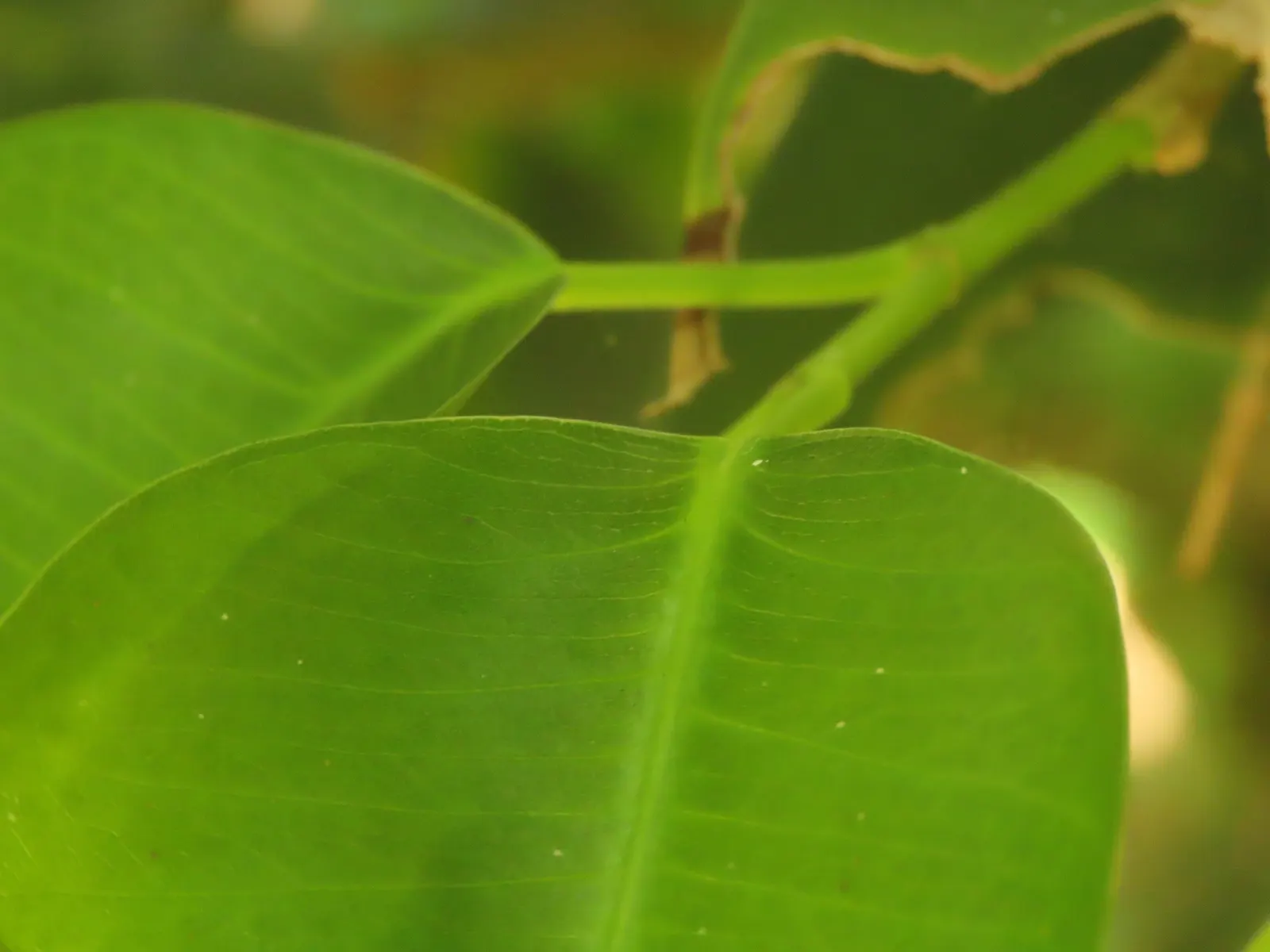Weeping Fig (Ficus Benjamina) — indirect light and moderate humidity