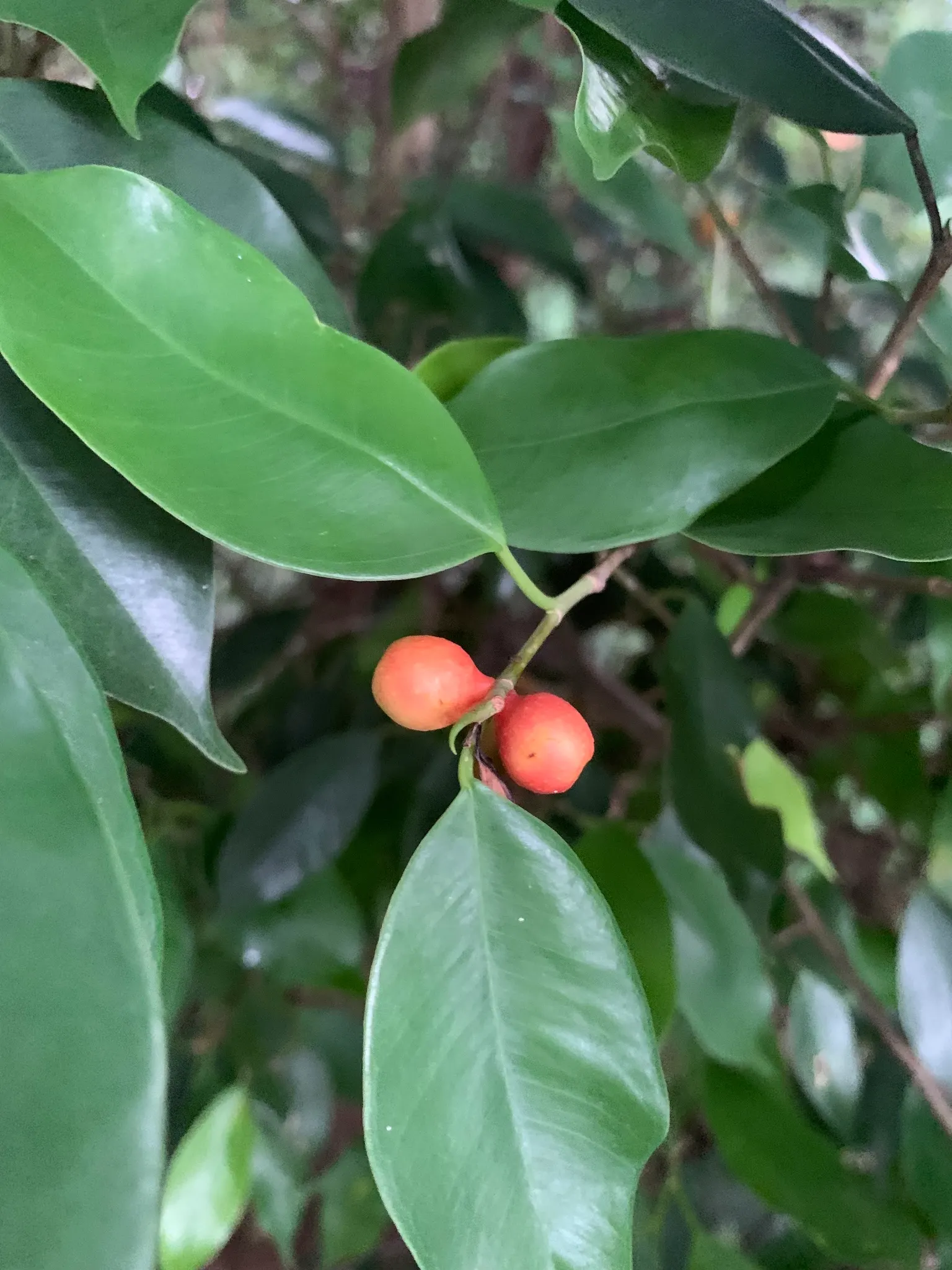 Weeping Fig (Ficus Benjamina) — this evergreen tree touts a dense