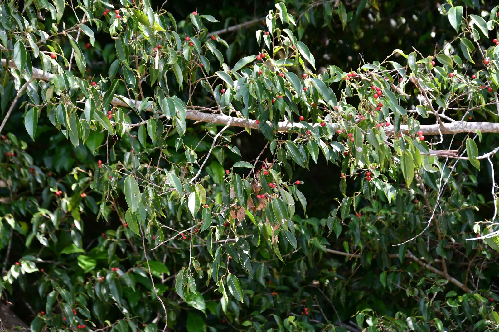 Weeping Fig (Ficus Benjamina) — The non-invasive root system makes it a safe choice to place near structures or pavement