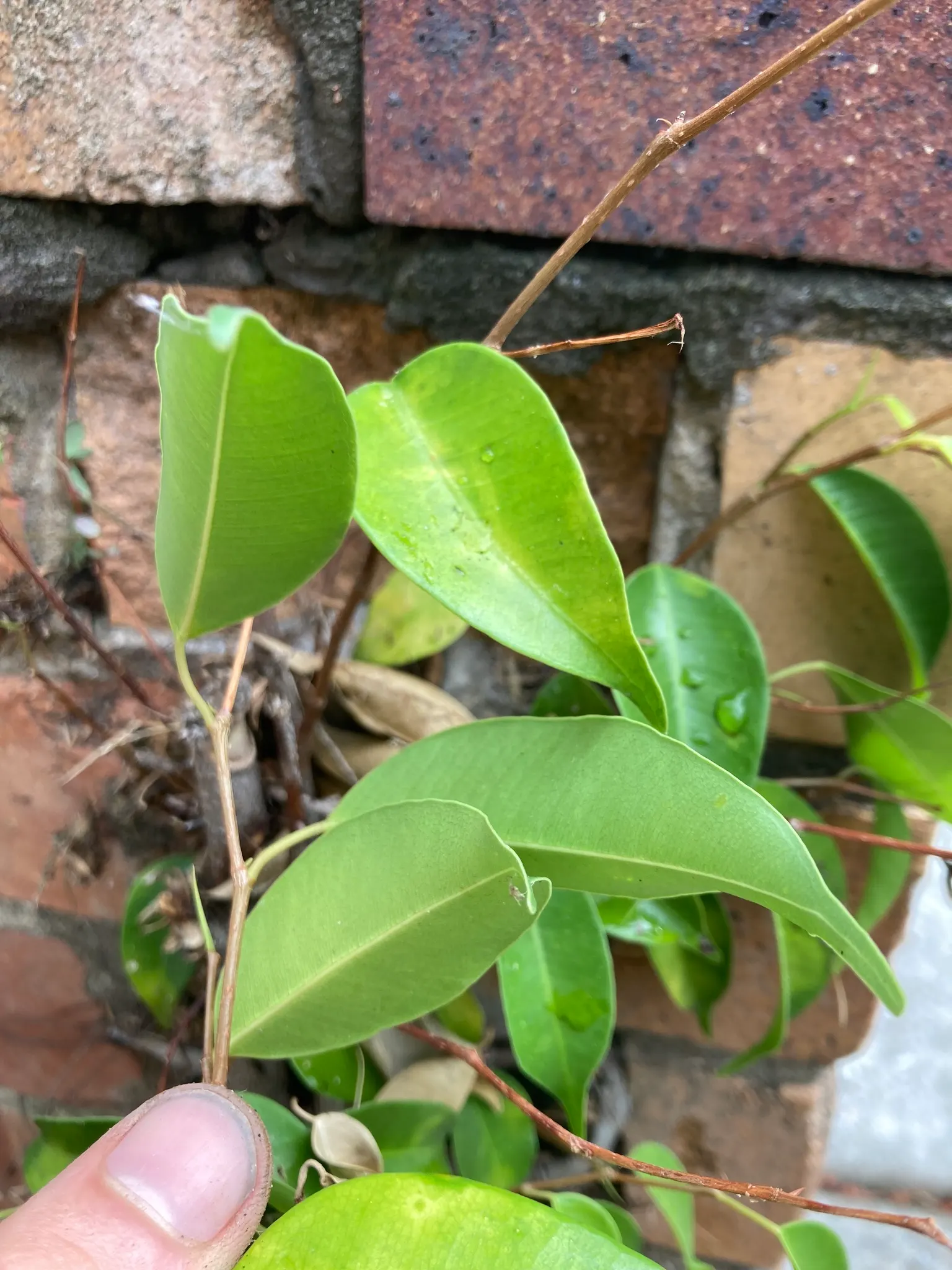 Weeping Fig (Ficus Benjamina) — when cultivated for ornamental purposes within a garden, image 102