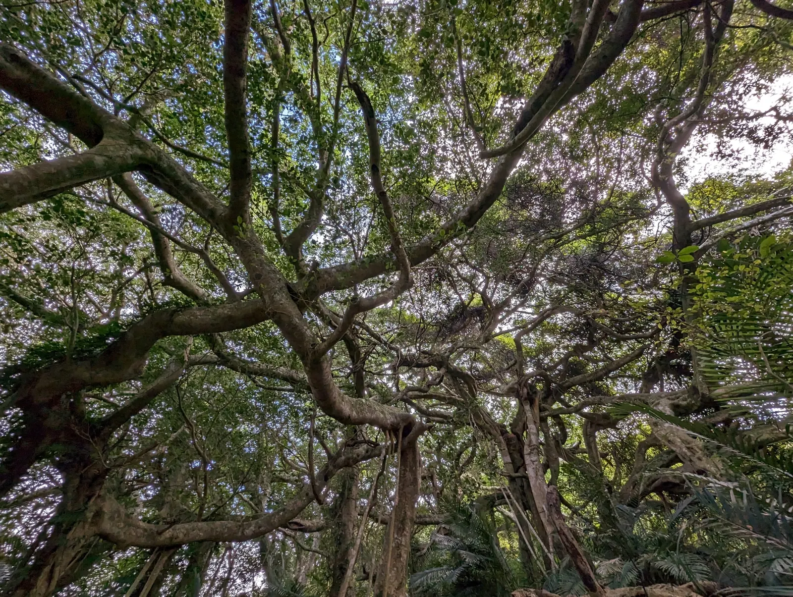 Weeping Fig (Ficus Benjamina) — Overwatering or cold drafts can lead to leaf drop; with proper care and positioning away from drafts or severe shifts in
