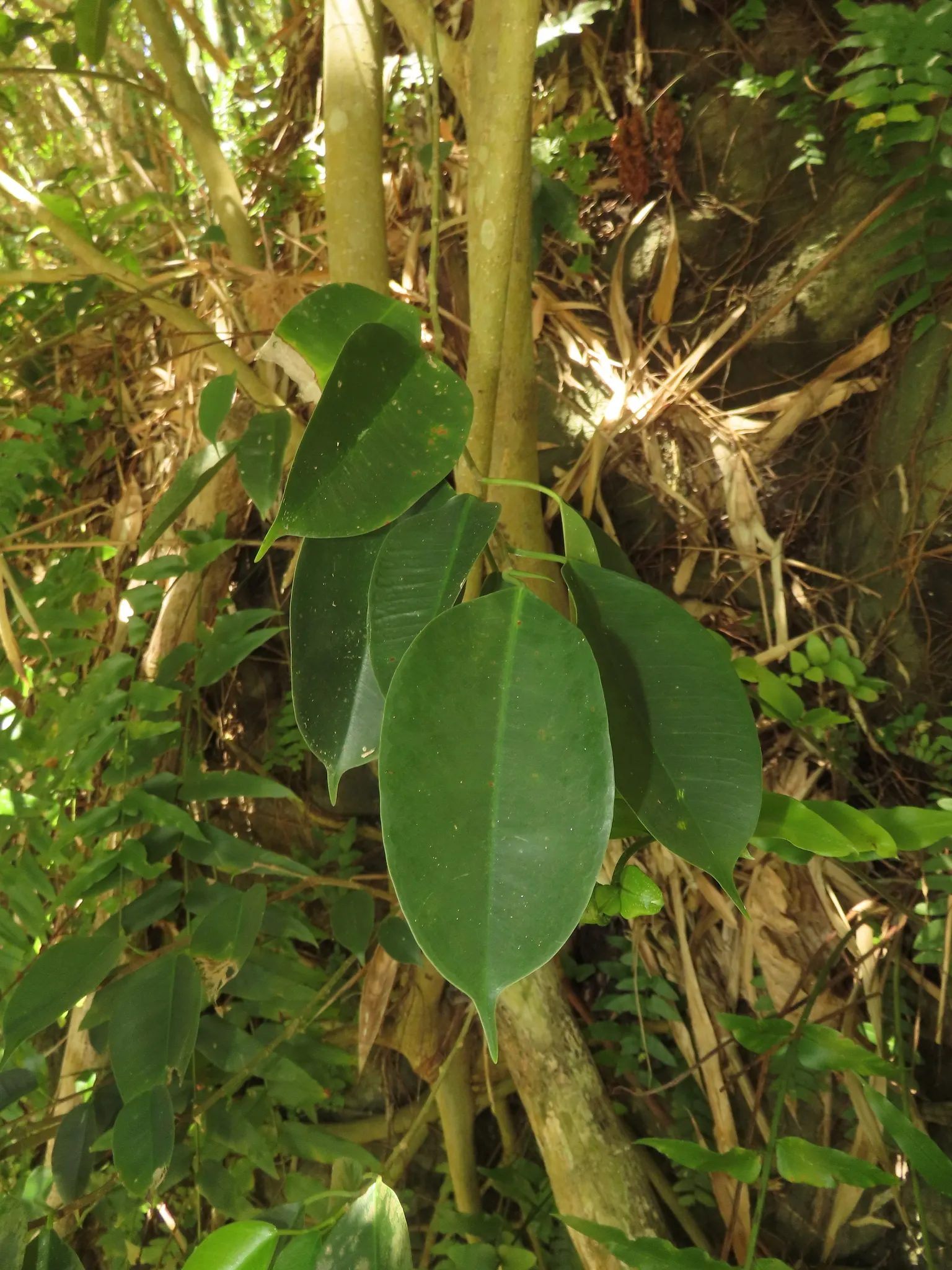 Weeping Fig (Ficus Benjamina) — cherished for its graceful drooping branches and rich; it typically grows to a more manageable size of 3-6 feet