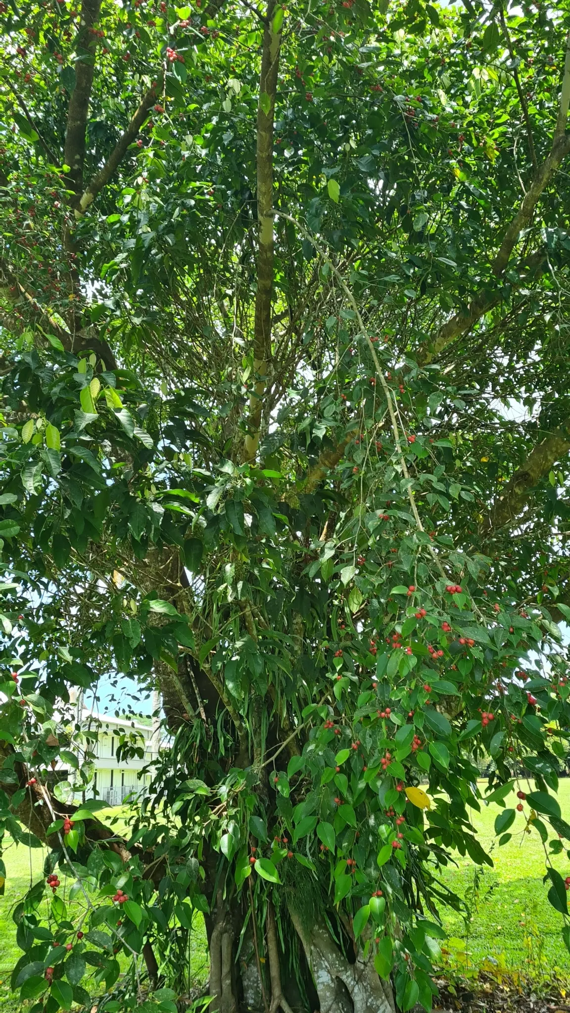 Weeping Fig (Ficus Benjamina) — shapely canopy that can reach up to 50-60 feet in its natural habitat; overwatering or cold drafts can lead to leaf, image 101