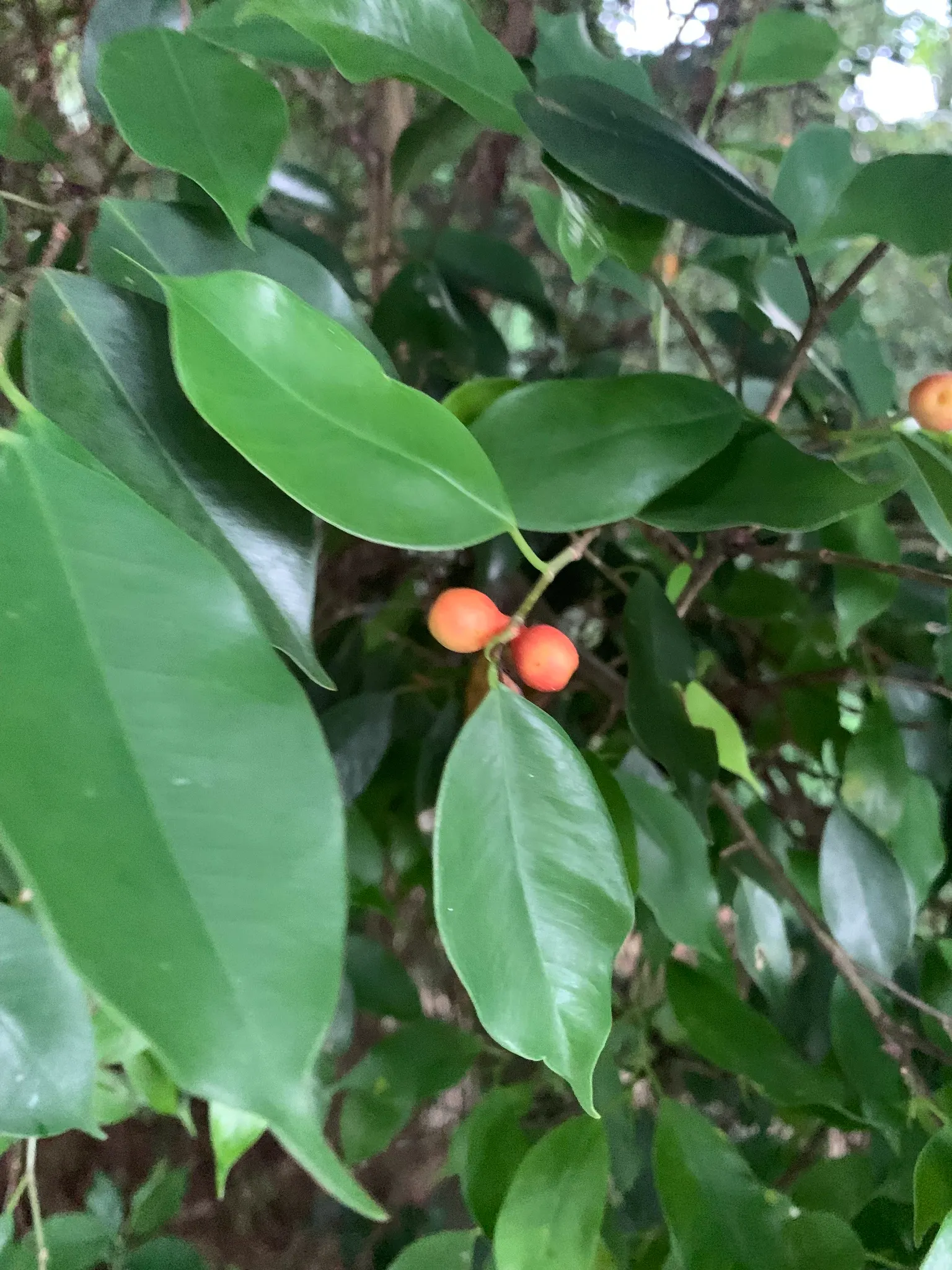 Weeping Fig (Ficus Benjamina) — This tree prefers a warm and stable climate and does not fare well in temperatures below 50&deg;F (10&deg;C); allowing the soil