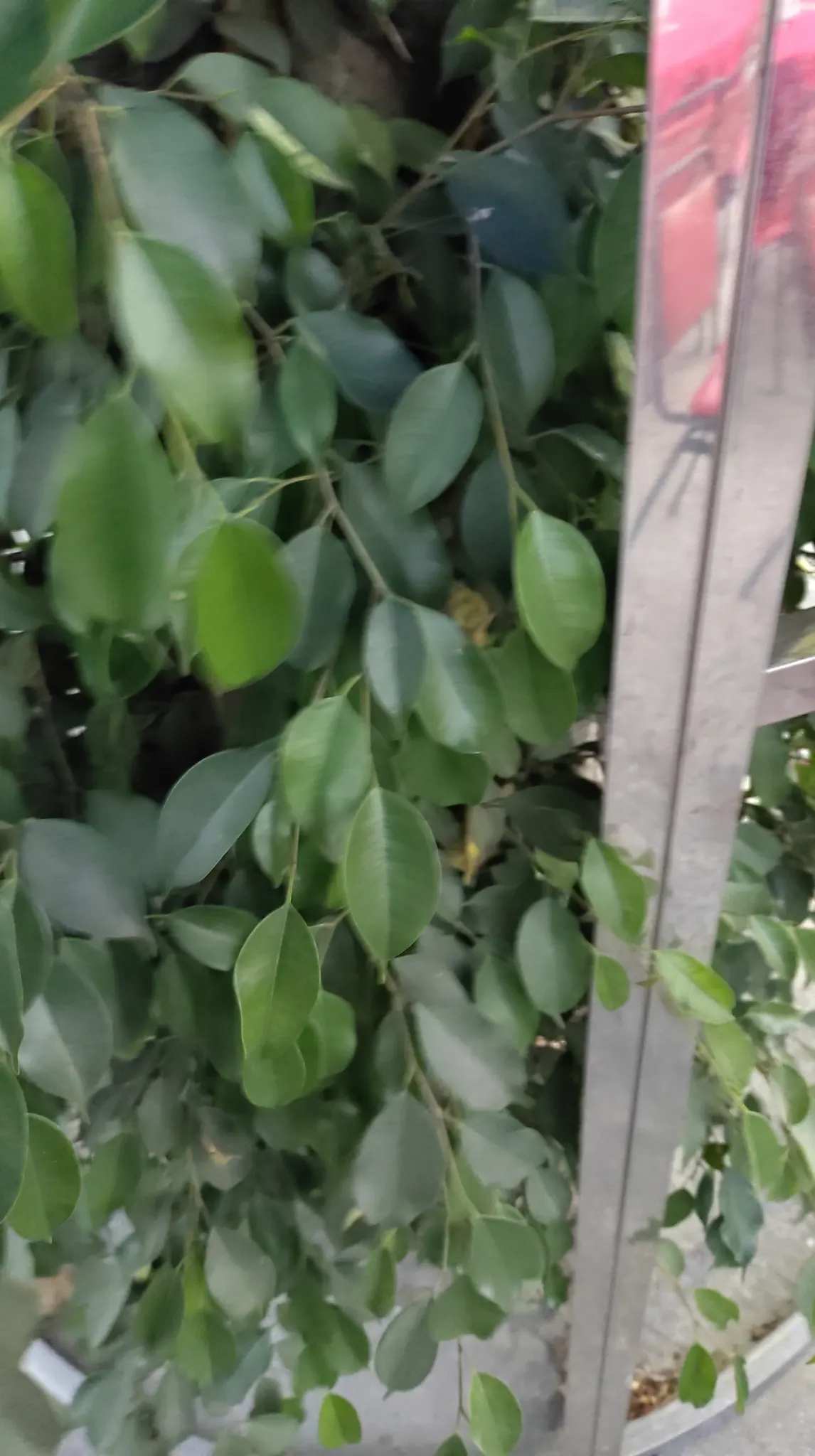 Weeping Fig (Ficus Benjamina) — adding to the holistic beauty of the garden design; albeit with slower growth, image 86