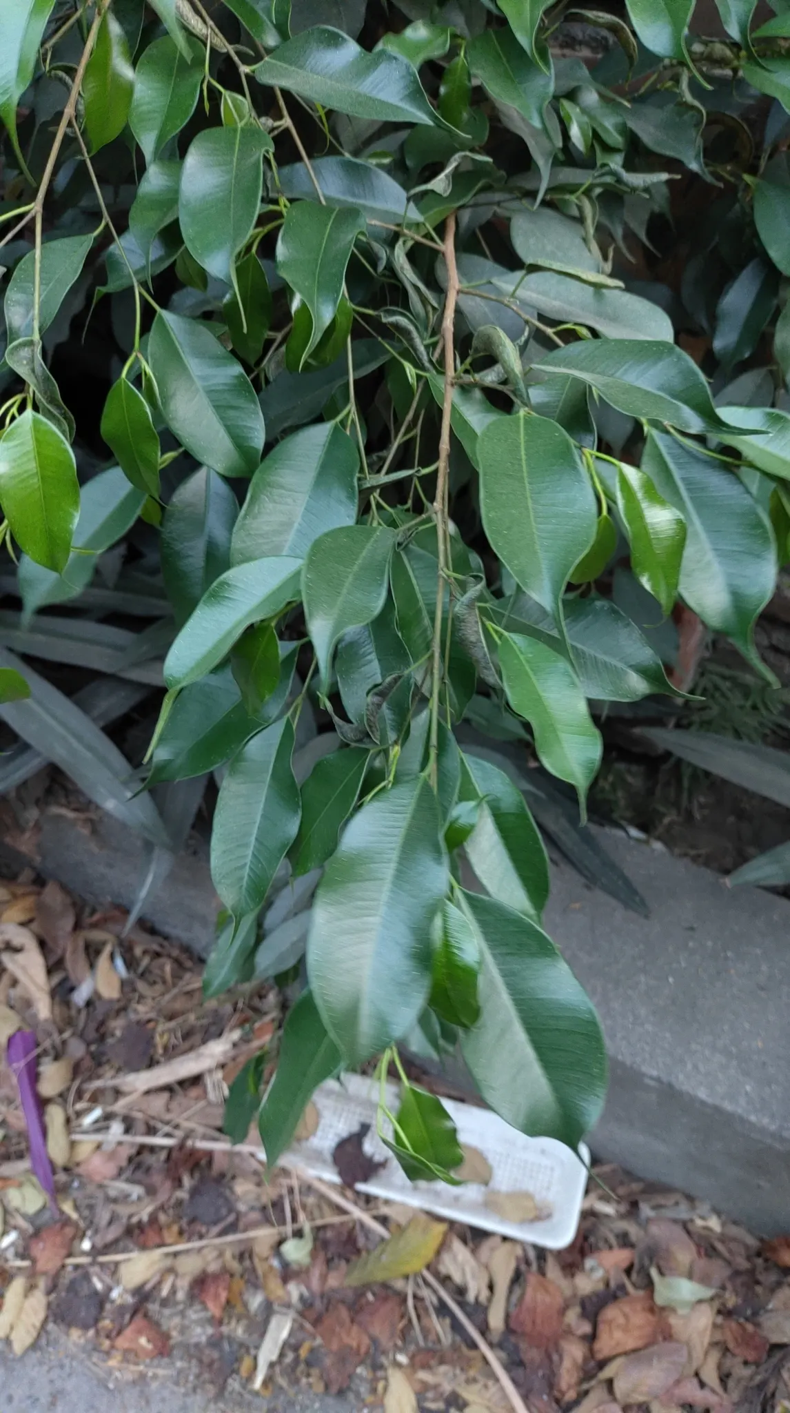 Weeping Fig (Ficus Benjamina) — which may result in leaf drop; this evergreen tree touts a dense